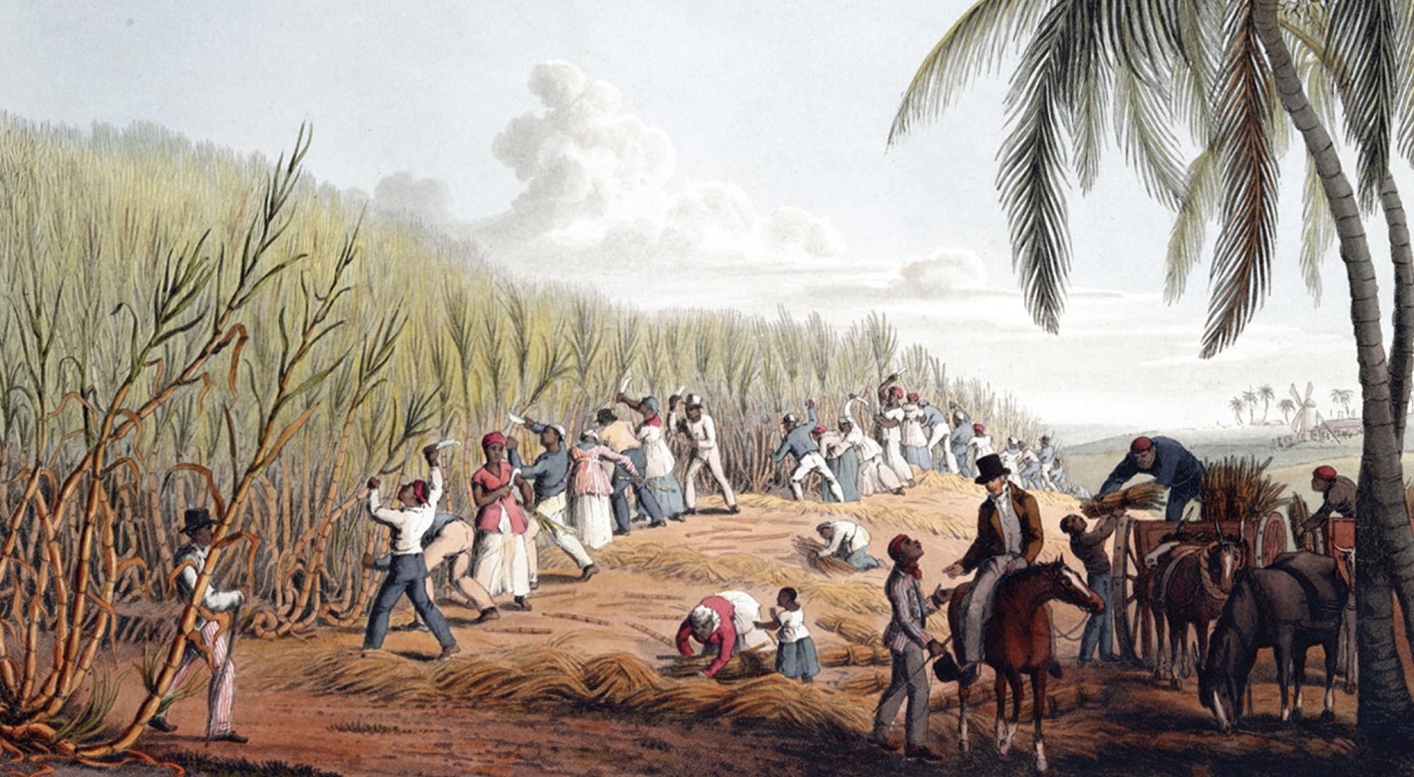 Enslaved Africans working in a sugar cane field. A white man sits on a horse overseeing the work.