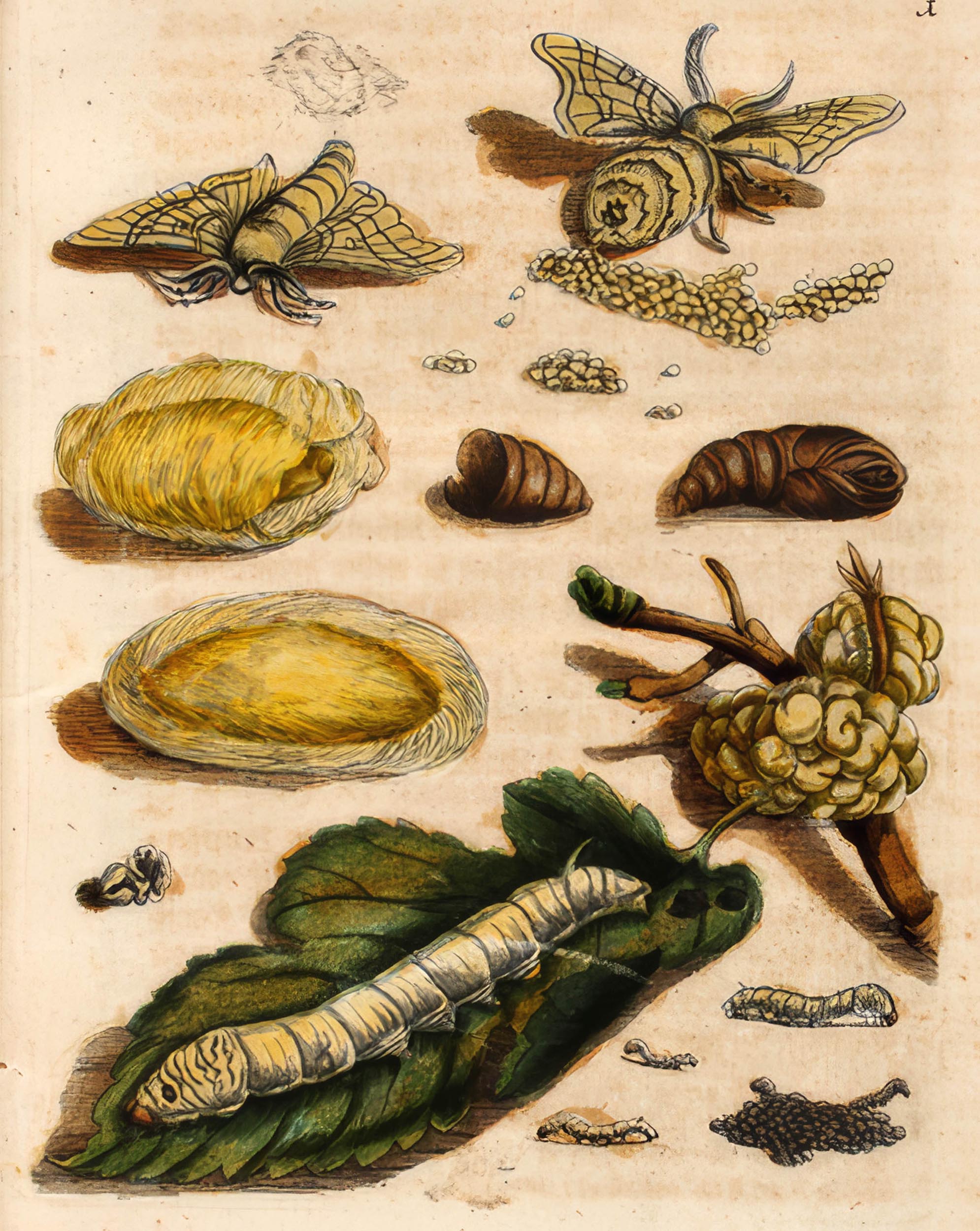 Illustration of the silkworm life cycle, showing eggs, larvae, cocoons, pupae, and adult moths, along with mulberry leaves and silk fibers.