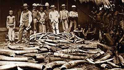 A group of hunters standing in front of a pile of elephant ivory.