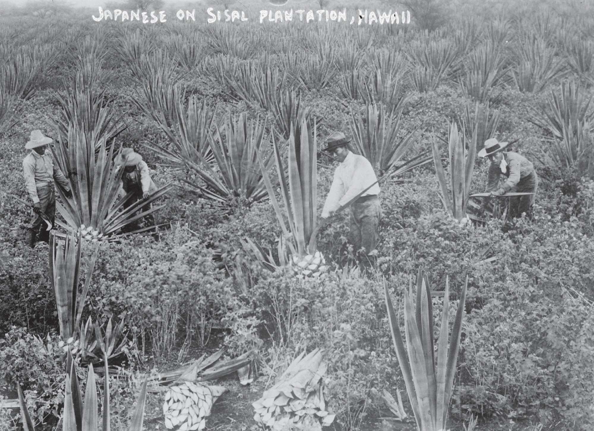 Black and white image of four men laboring in a field, with "Japanese on Sisal Plantation, Hawaii" written at the top.