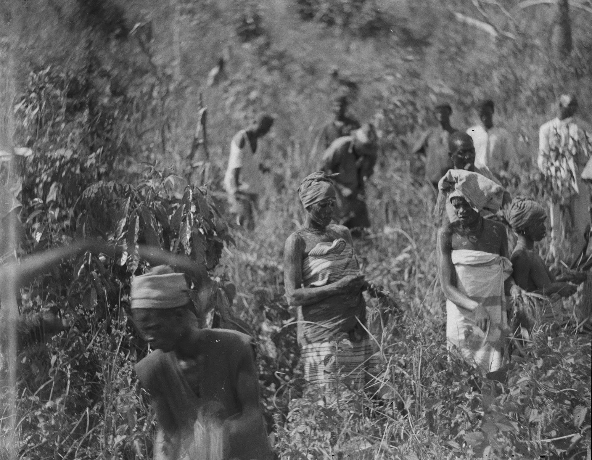 A black and white photograph depicting a group of people, likely villagers, working in a field of tall crops or dense vegetation. Several individuals, including men and women, are visible, some with tools or carrying items on their heads, engaged in agricultural labor.