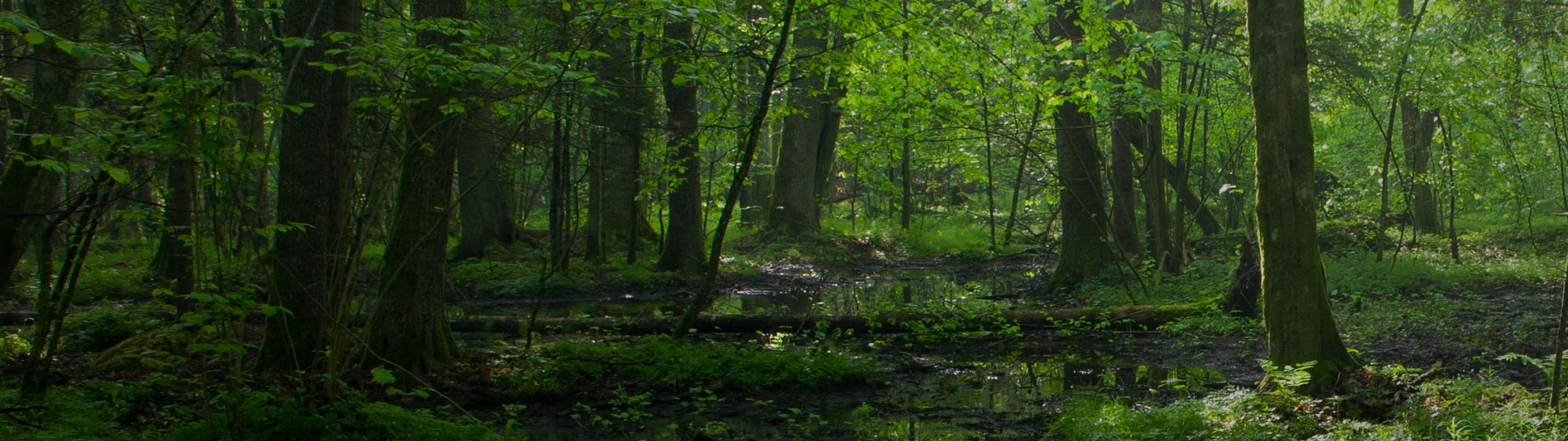Dense woods with green leaves