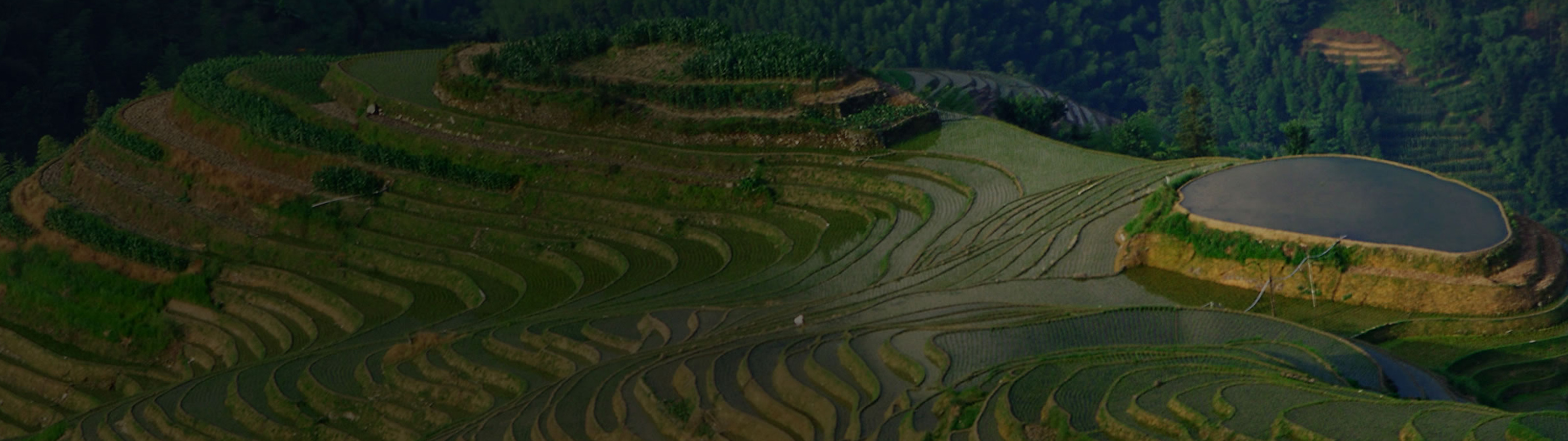 Terrace farming seen from above