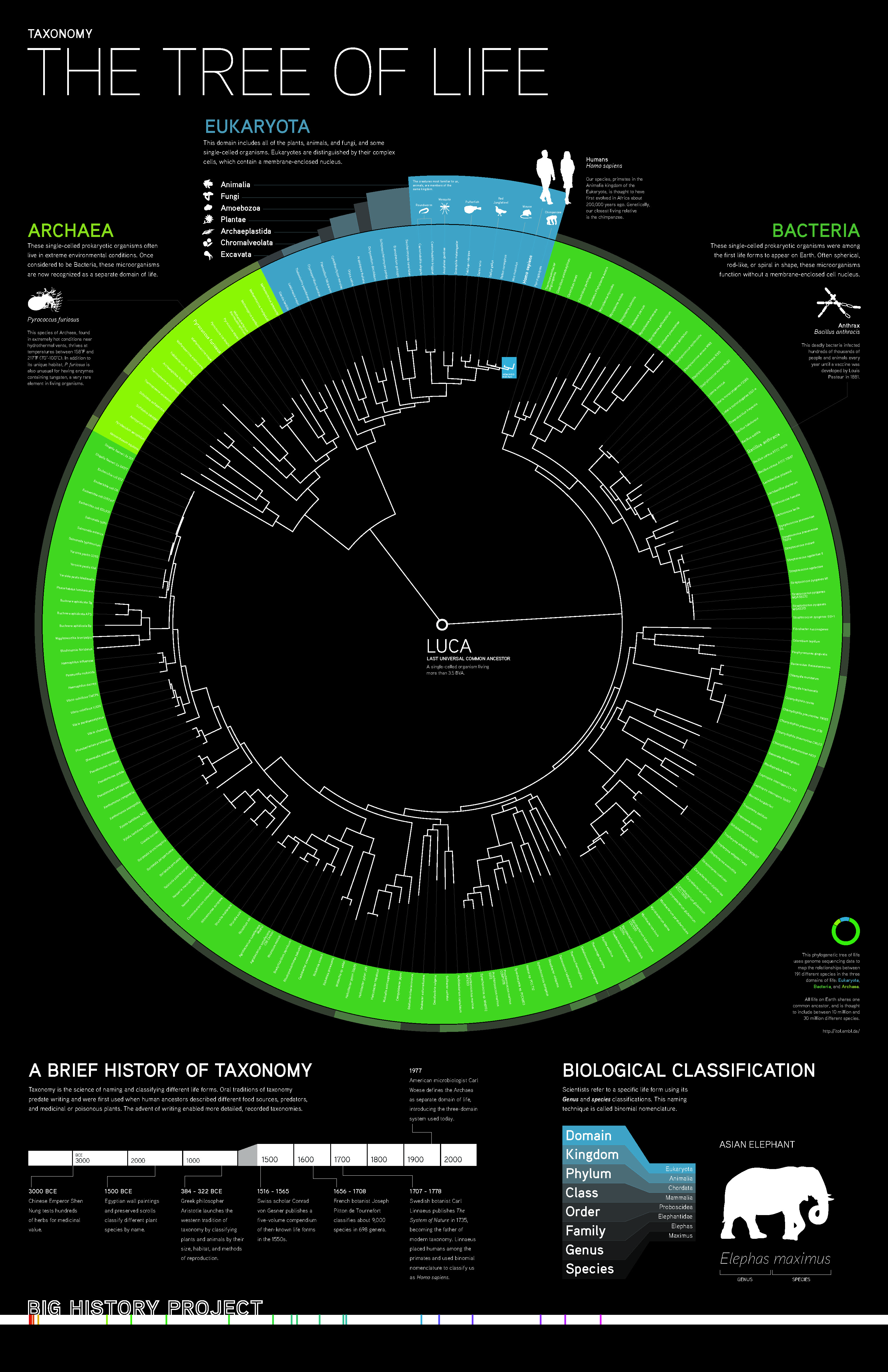 Taxonomy: The Tree of Life