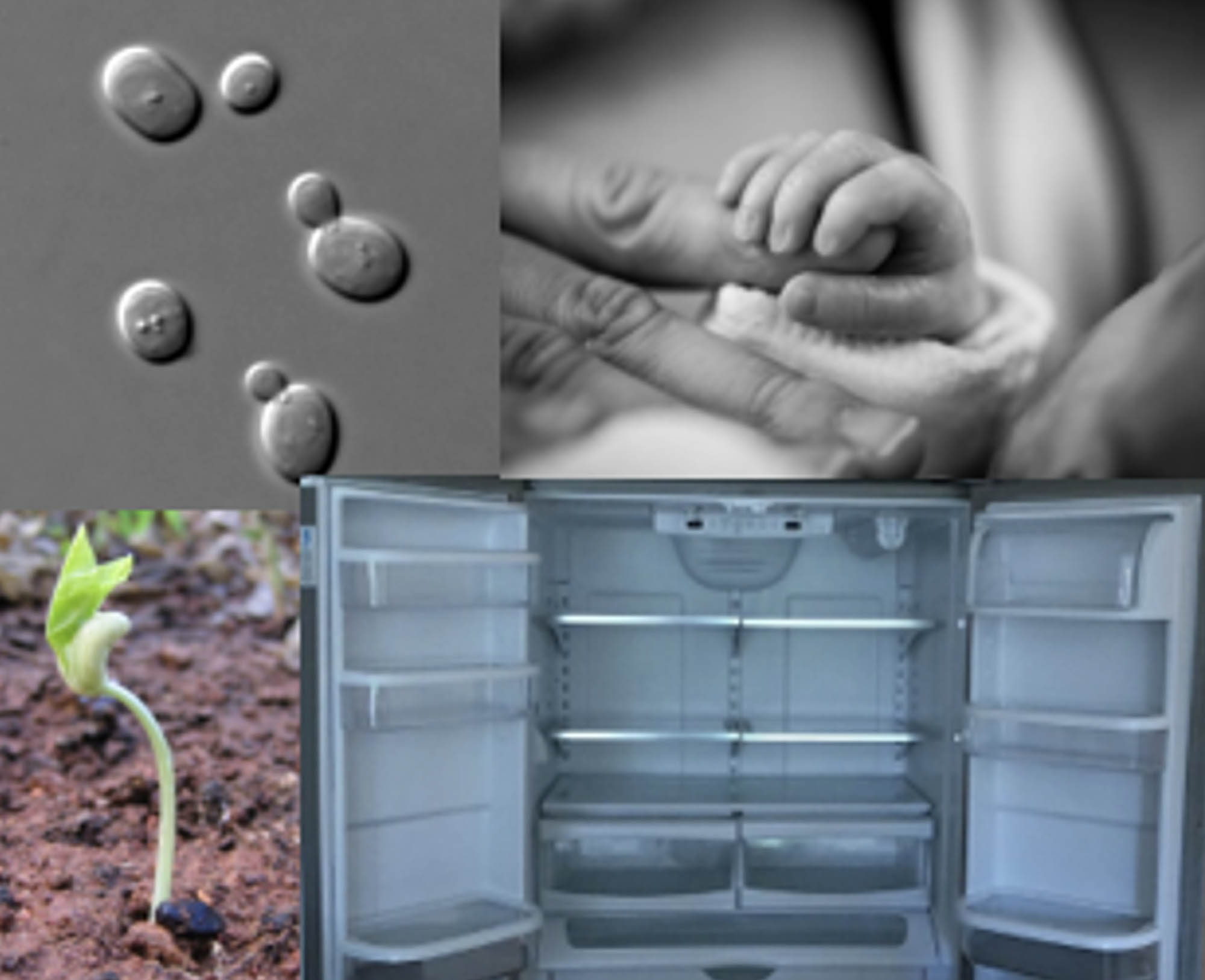 A composite image including cells, a baby’s hand grasping an adult’s finger, a small plant shoot, and a refrigerator. 