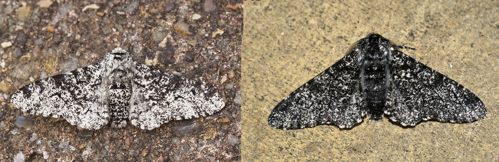 What Is Evolution? Natural Selection Explained | OER Project