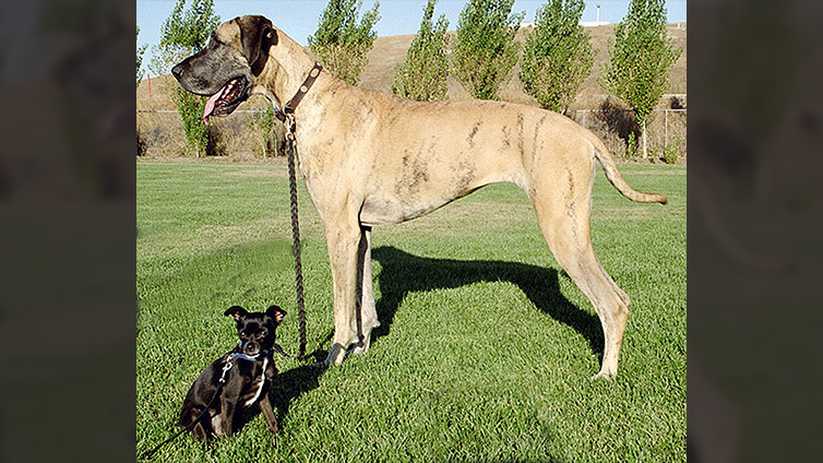 A large dog standing next to a small dog.