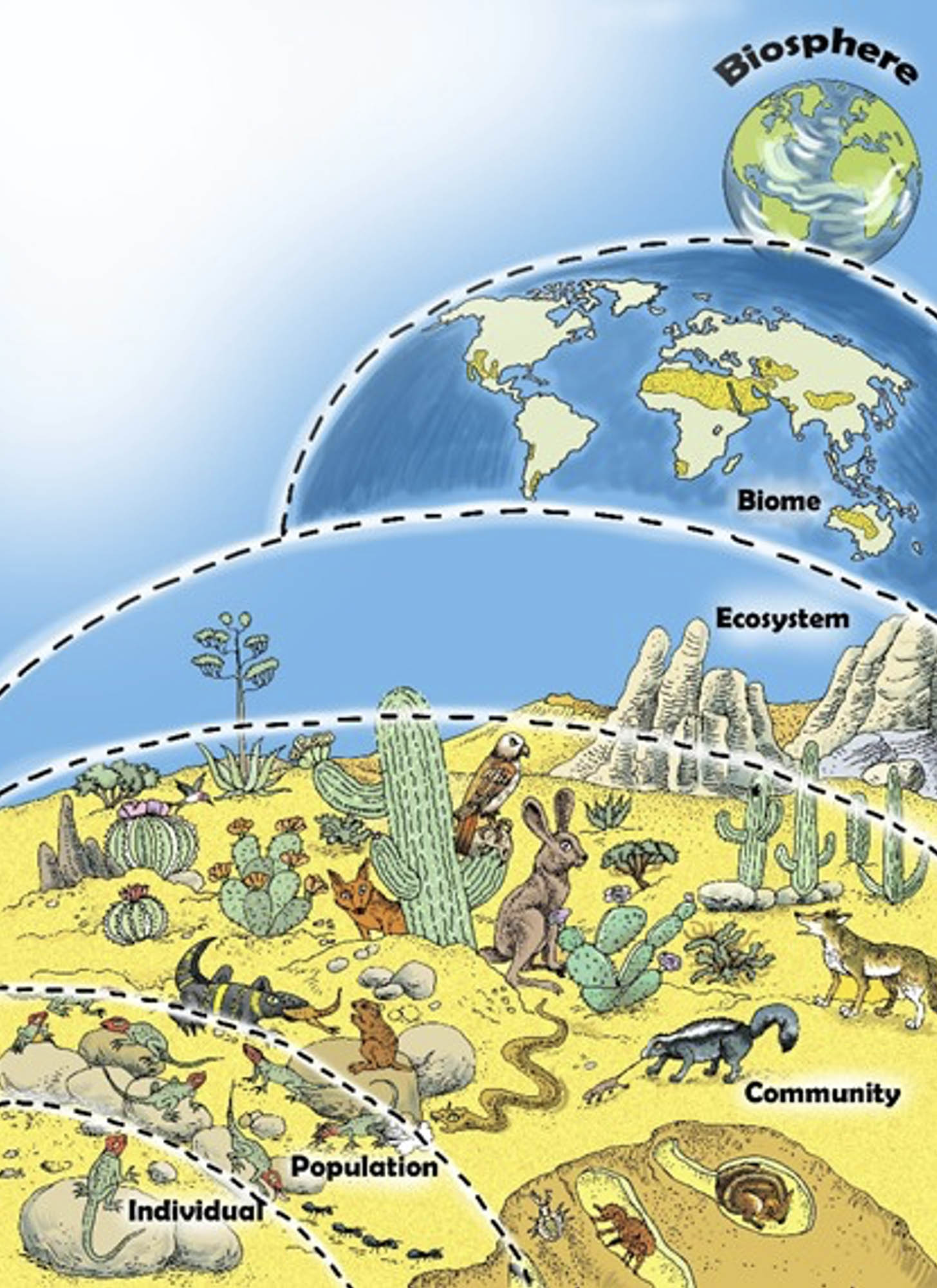 A diagram of a desert with animals and plants and various levels of the biosphere.