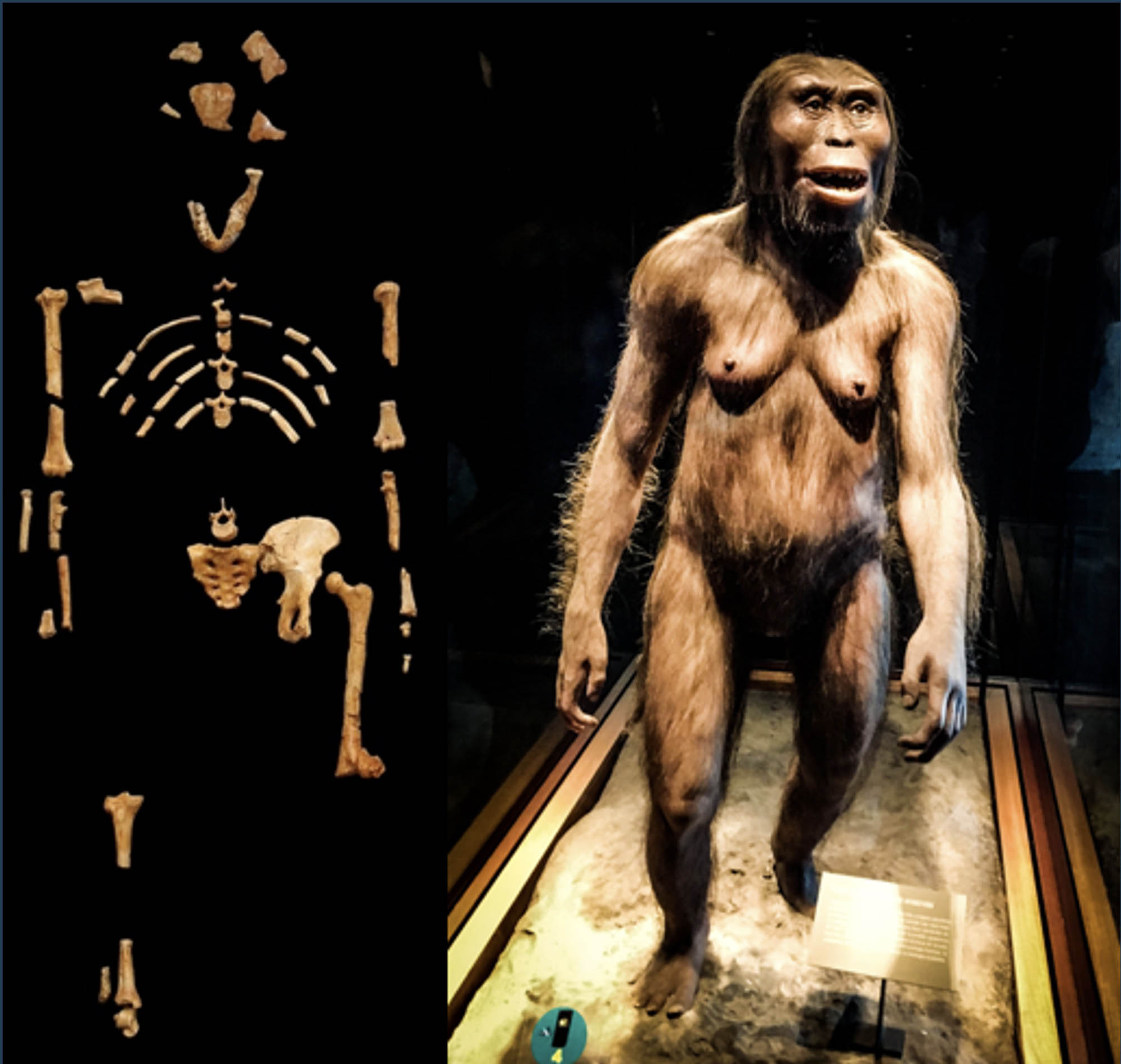 A skeleton pf a hominin beside a full-size figure of  Lucy, a member of the Australopithecus afarensis species.