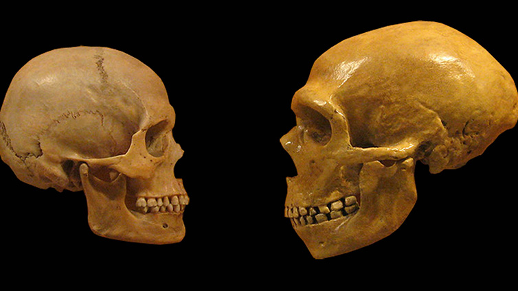 A close up of a human skull beside a Homo neanderthalensis skull.