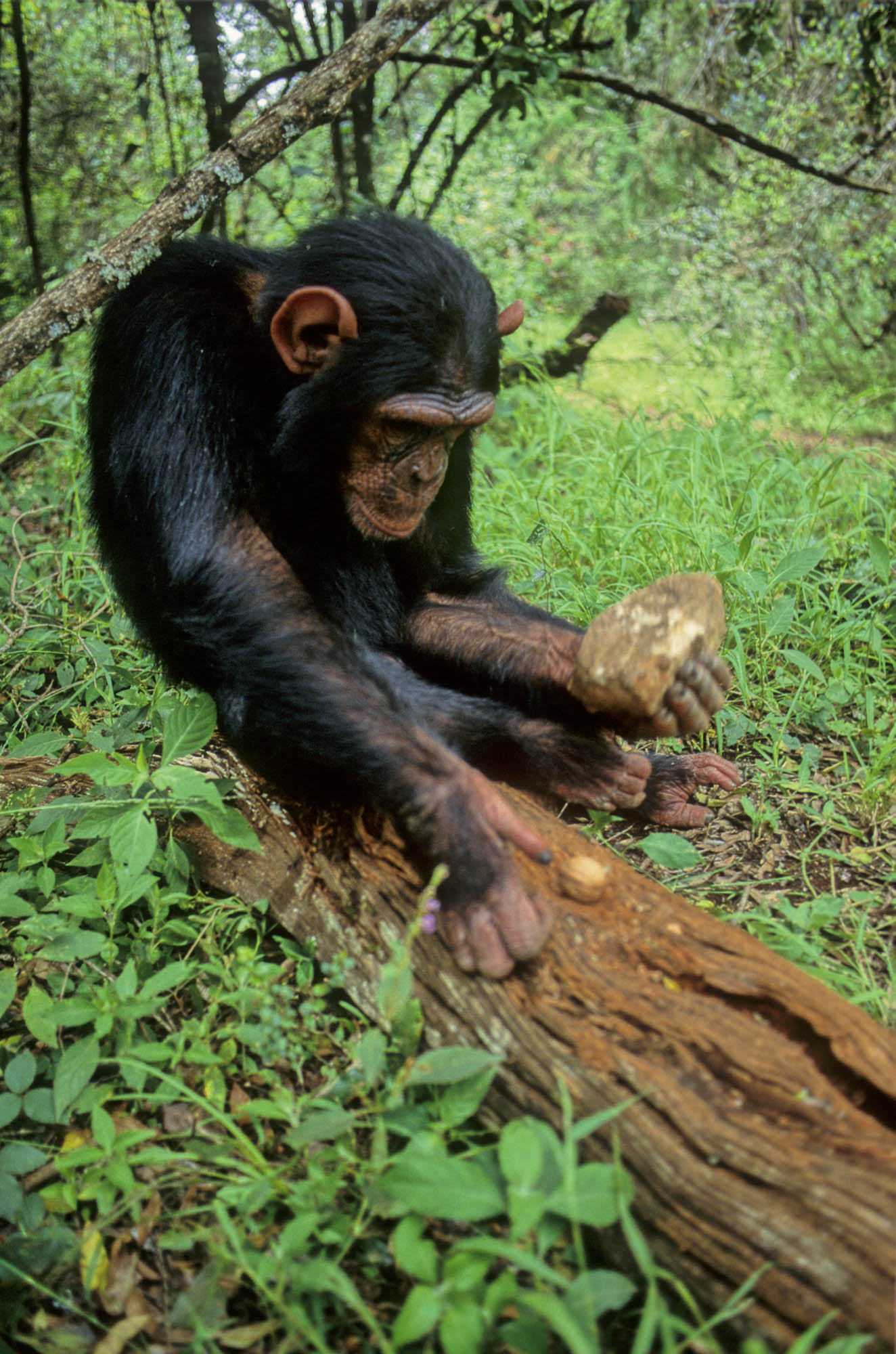 A chimpanzee holds a rock with one hand. A nut is on a log. The chimp prepares to crack it open.