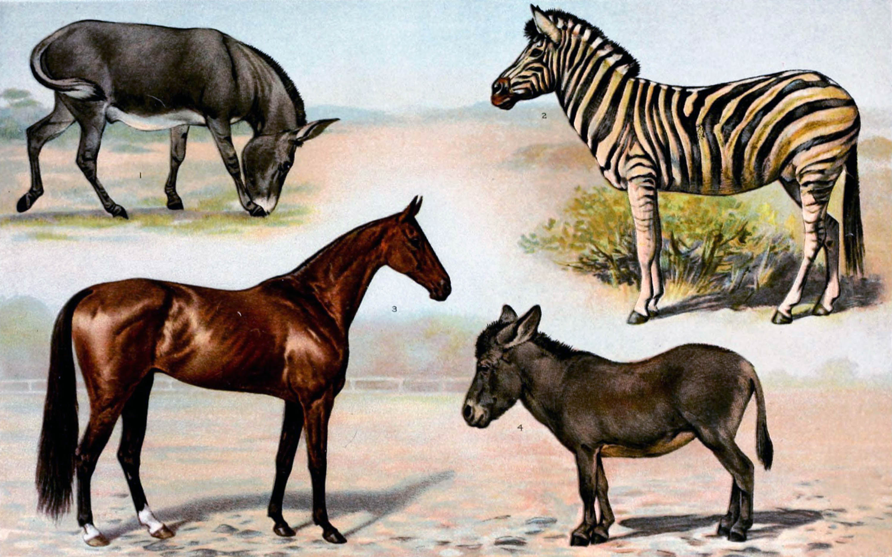 Illustration of a zebra, donkey, wild donkey, and horse, modern species that descended from Eohippus.