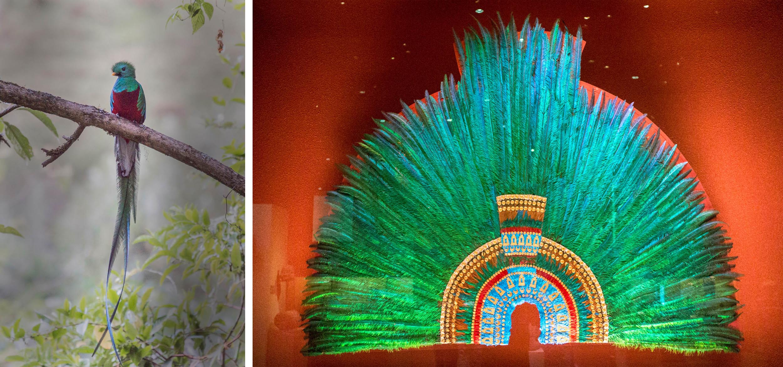 On the left, a picture of a bird with brightly-colored feathers. On the right, a picture of an Aztec headdress made of the same, brightly colored feathers in shades of blue-green.