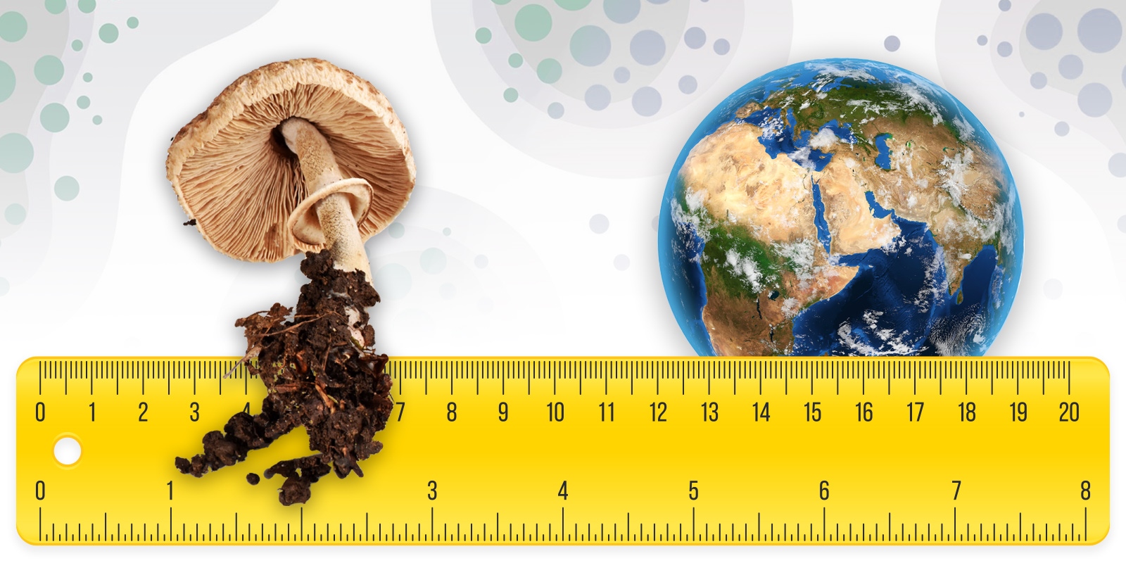 of-scales-and-spores