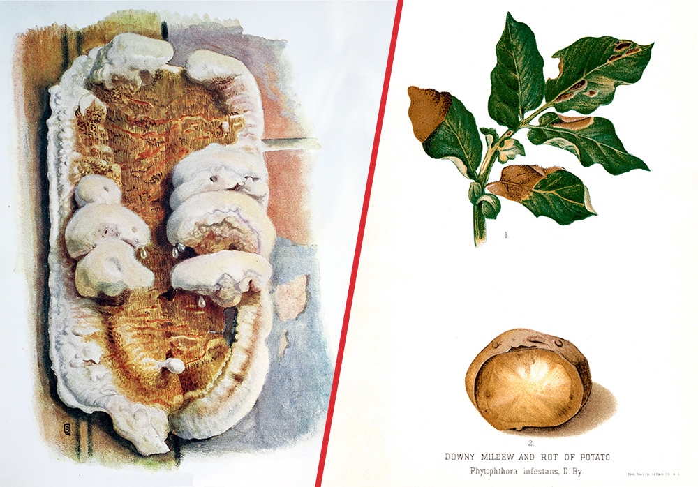 of-scales-and-spores