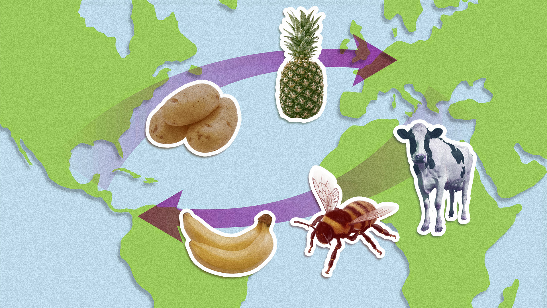 An image of a world map with photos of fruits and other foods crossing from the New World to the Old World and vice versa.