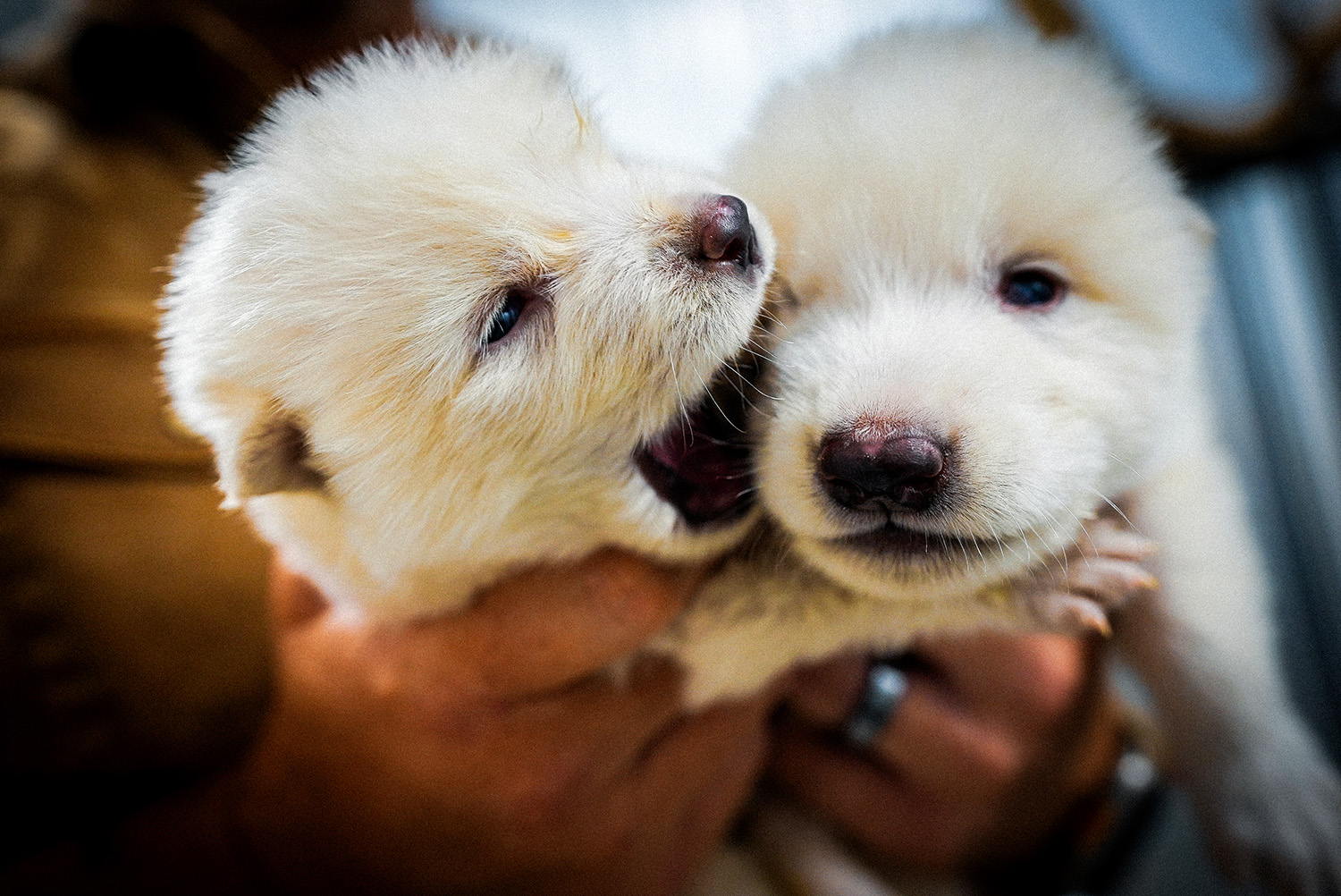 Two white dire wolf puppies held by a handler.