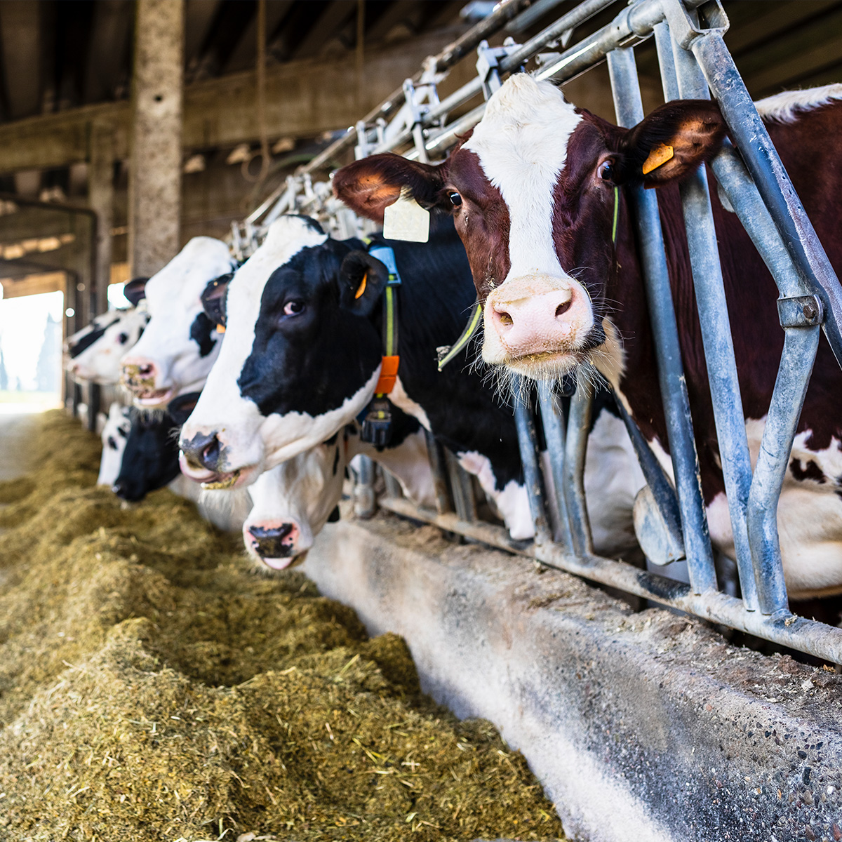 Dairy farm cows lined up eating feed. One cow stares straight into the camera.