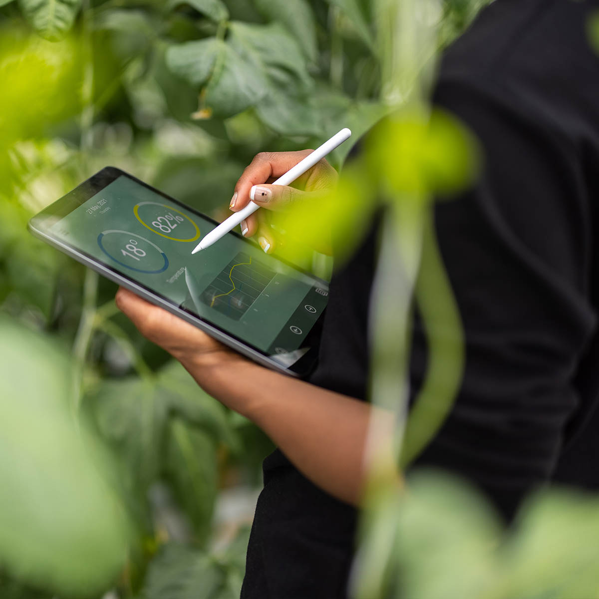 A scientist stands in a field of tall crops holding a tablet.
