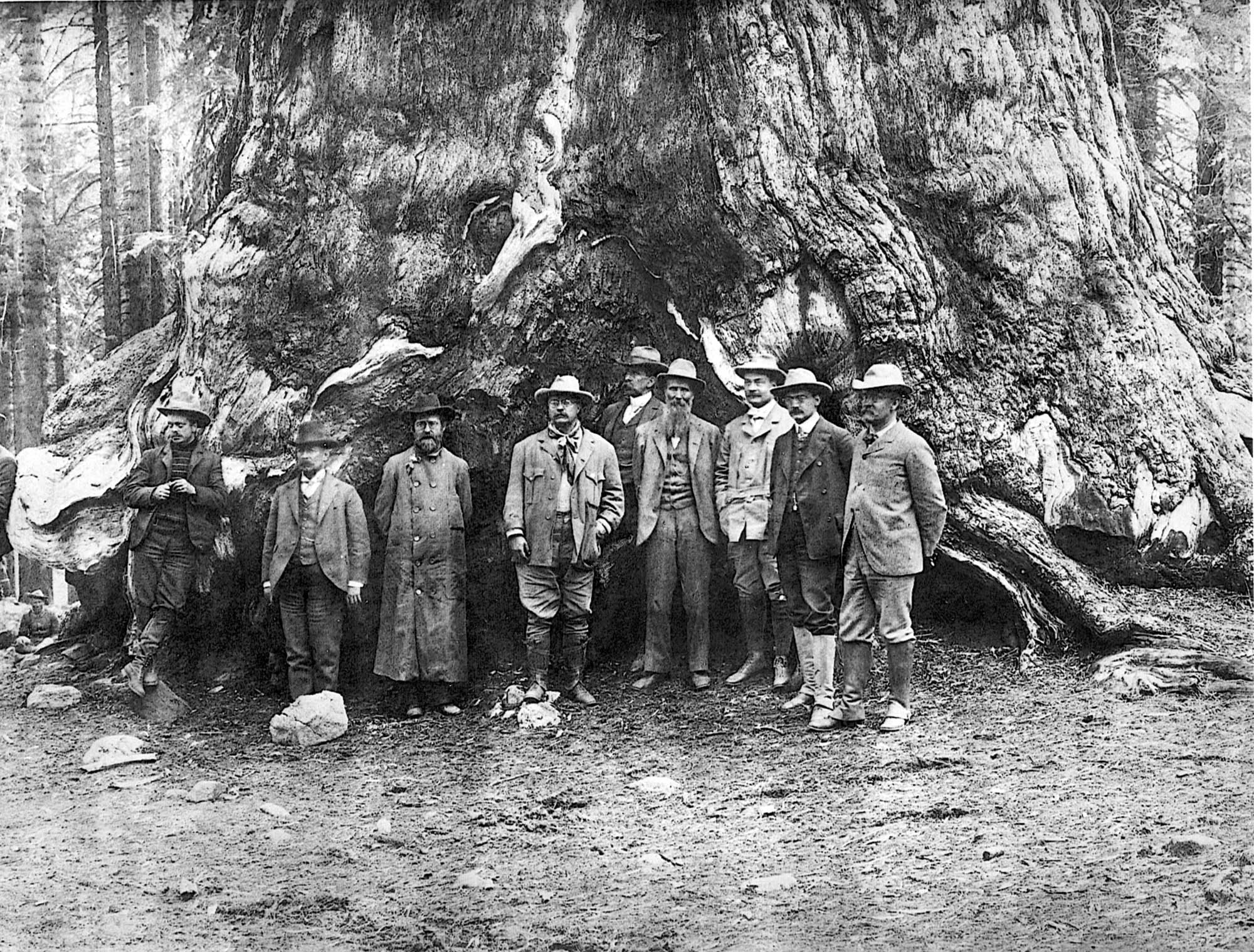 A black and white photo showing nine men in antiquated attire posing in front of the trunk of a giant sequoia tree.