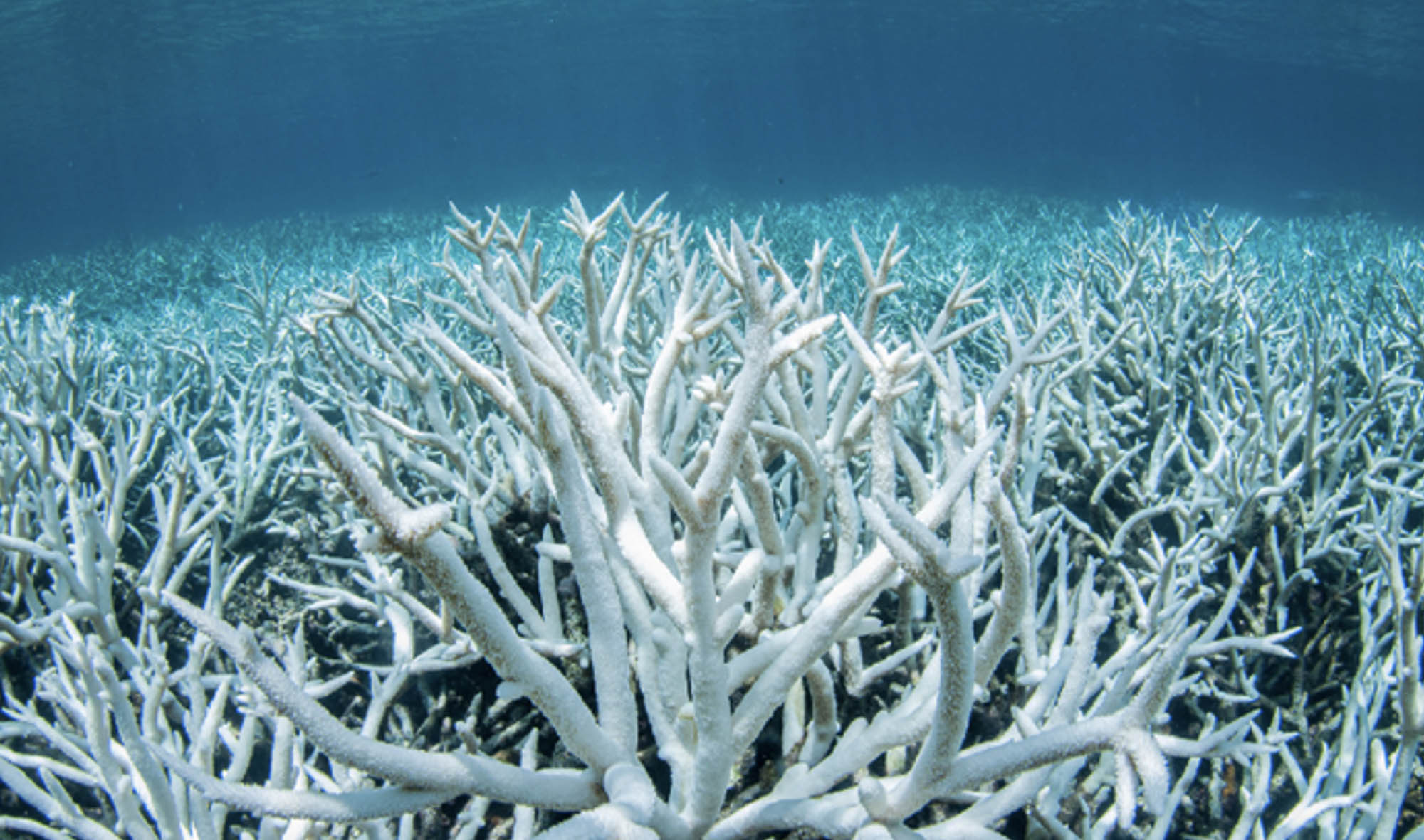 A field of stag-horn coral bleached white on the Great Barrier Reef during a mass bleaching event.