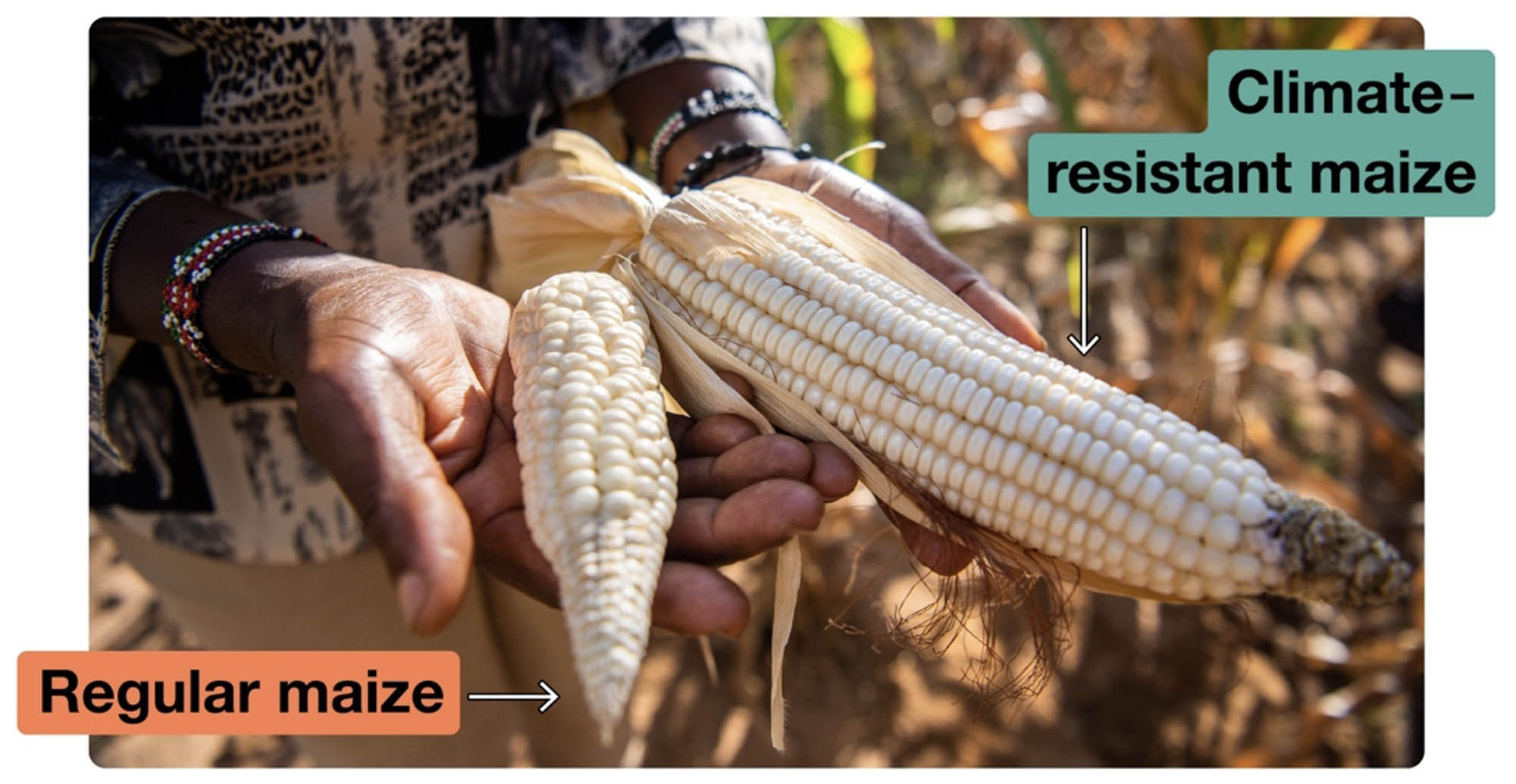 A farmer holds two cobs of corn: one of regular maize that is small and shrunken and another that is climate-resistant maize that is full-size and healthy.