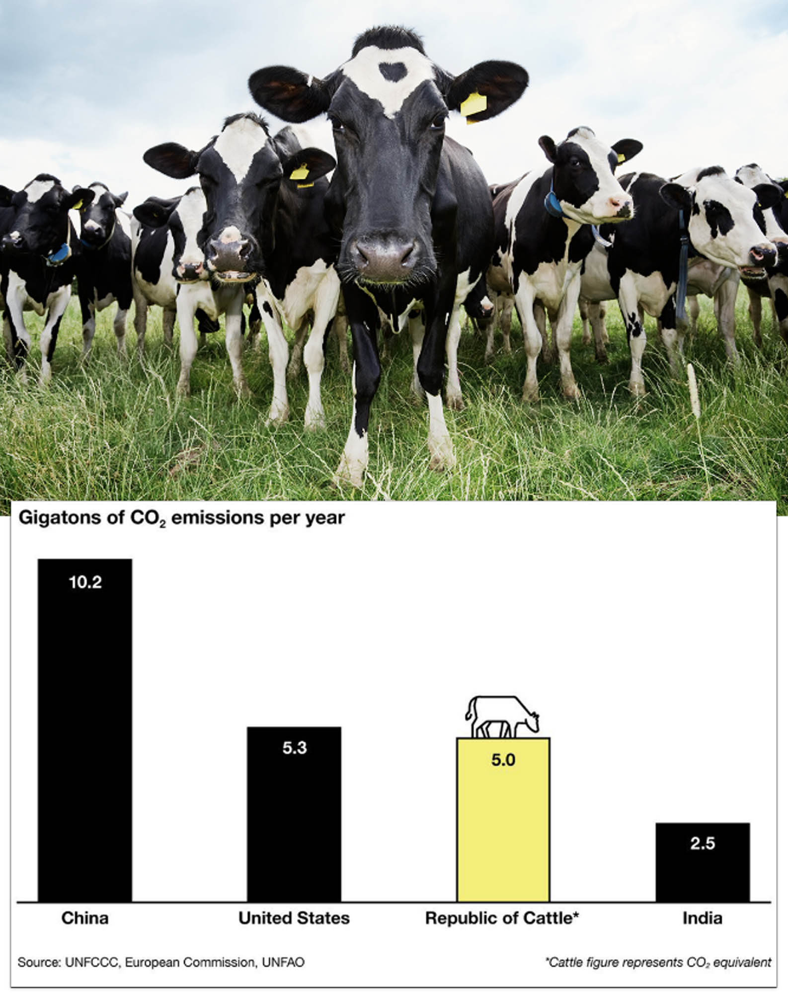 A picture of cattle in a grassfield along with a bar graph comparing the gigatons of CO2 emissions per year. China is the highest at 10.2, followed by the United States at 5.3, the Republic of Cattle (if it were a country) is estimated at 5.0, and finally India at 2.5.