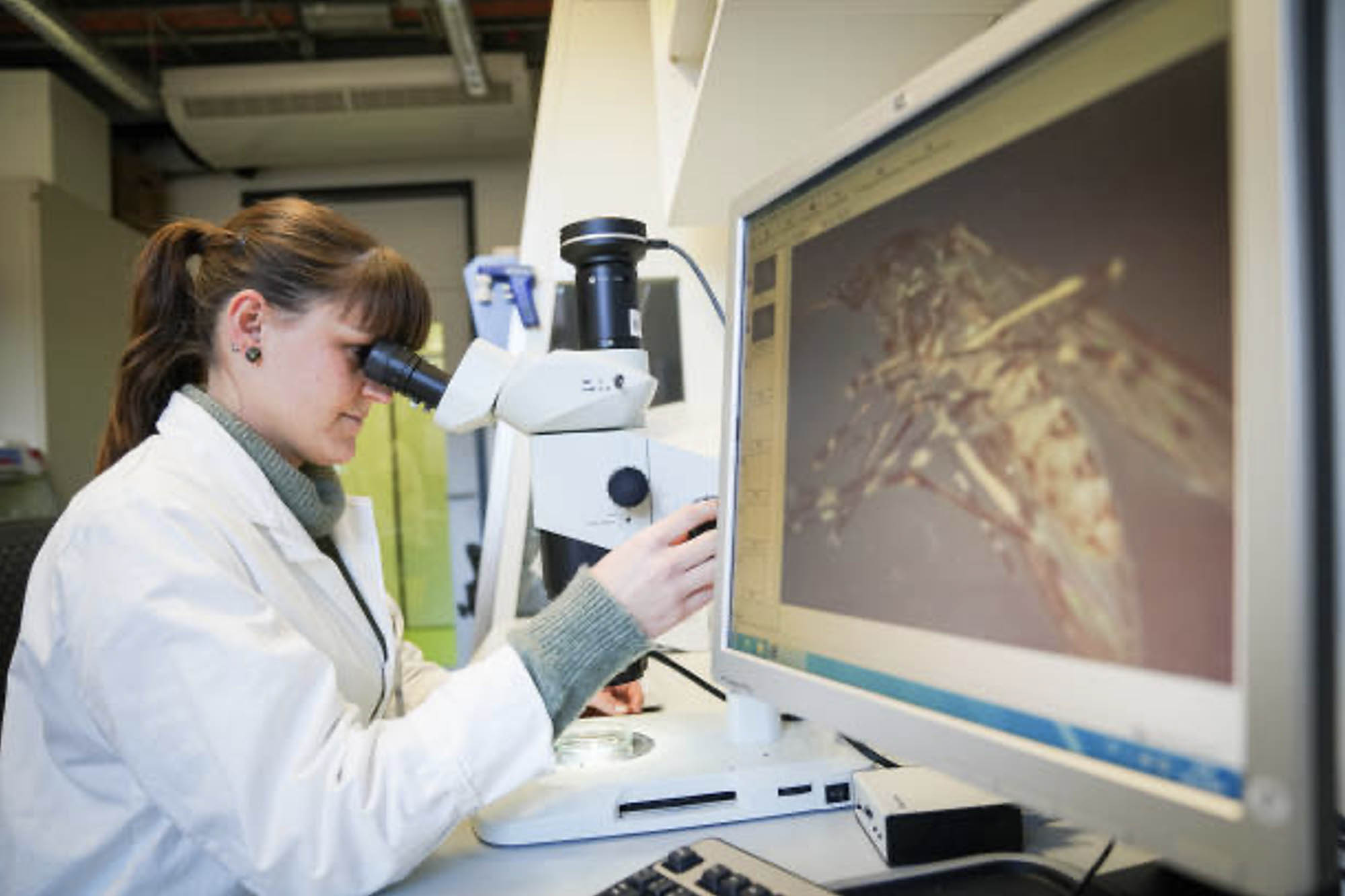 Female scientist in laboratory uses microscope to examine a mosquito, displayed on the computer adjacent to her.