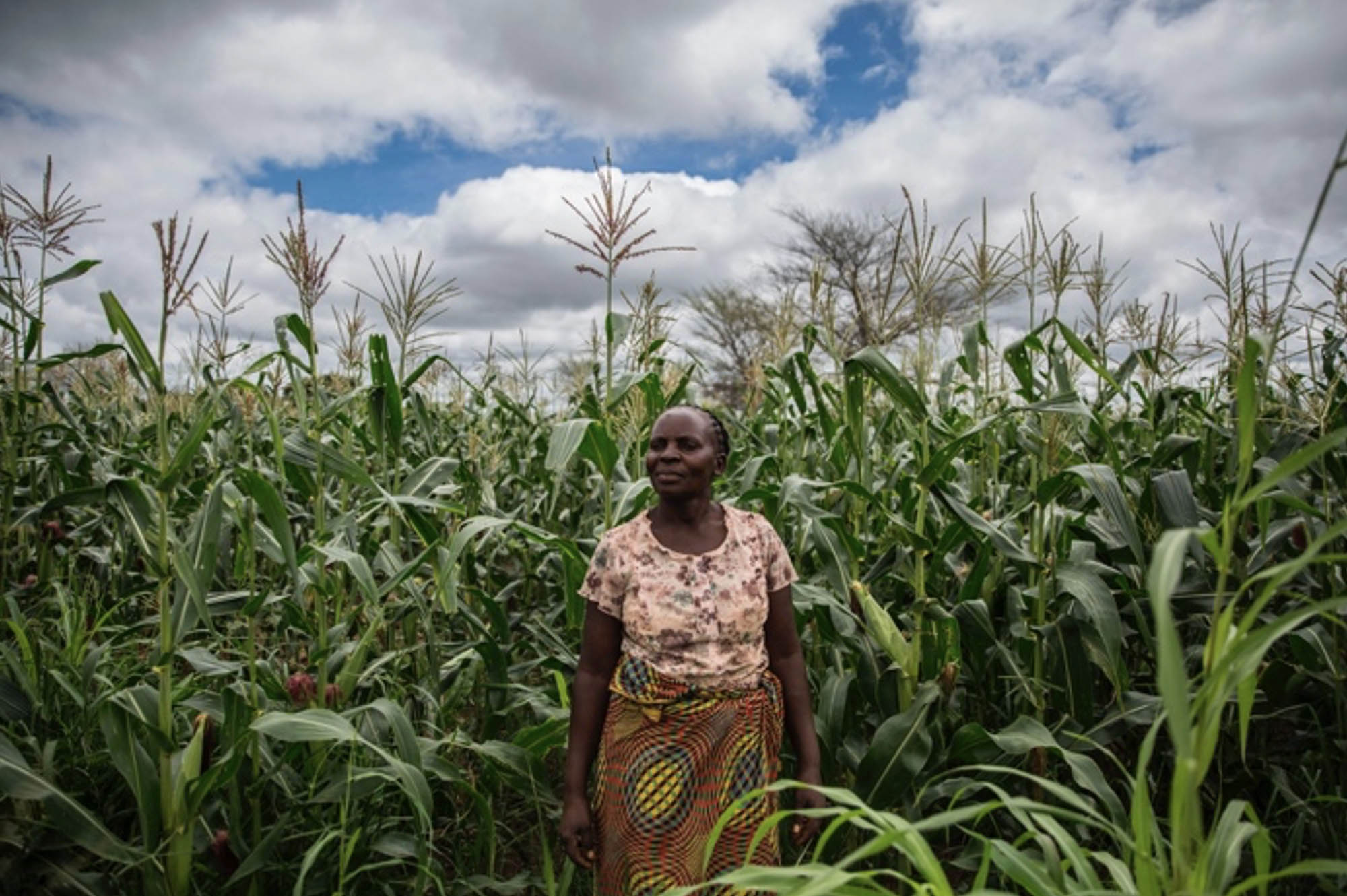African farmer walking through field of vegetation.