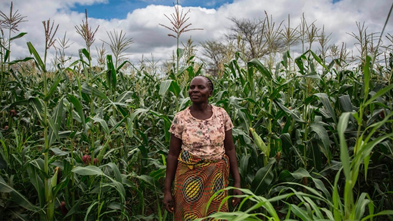 African farmer walking through field of vegetation.
