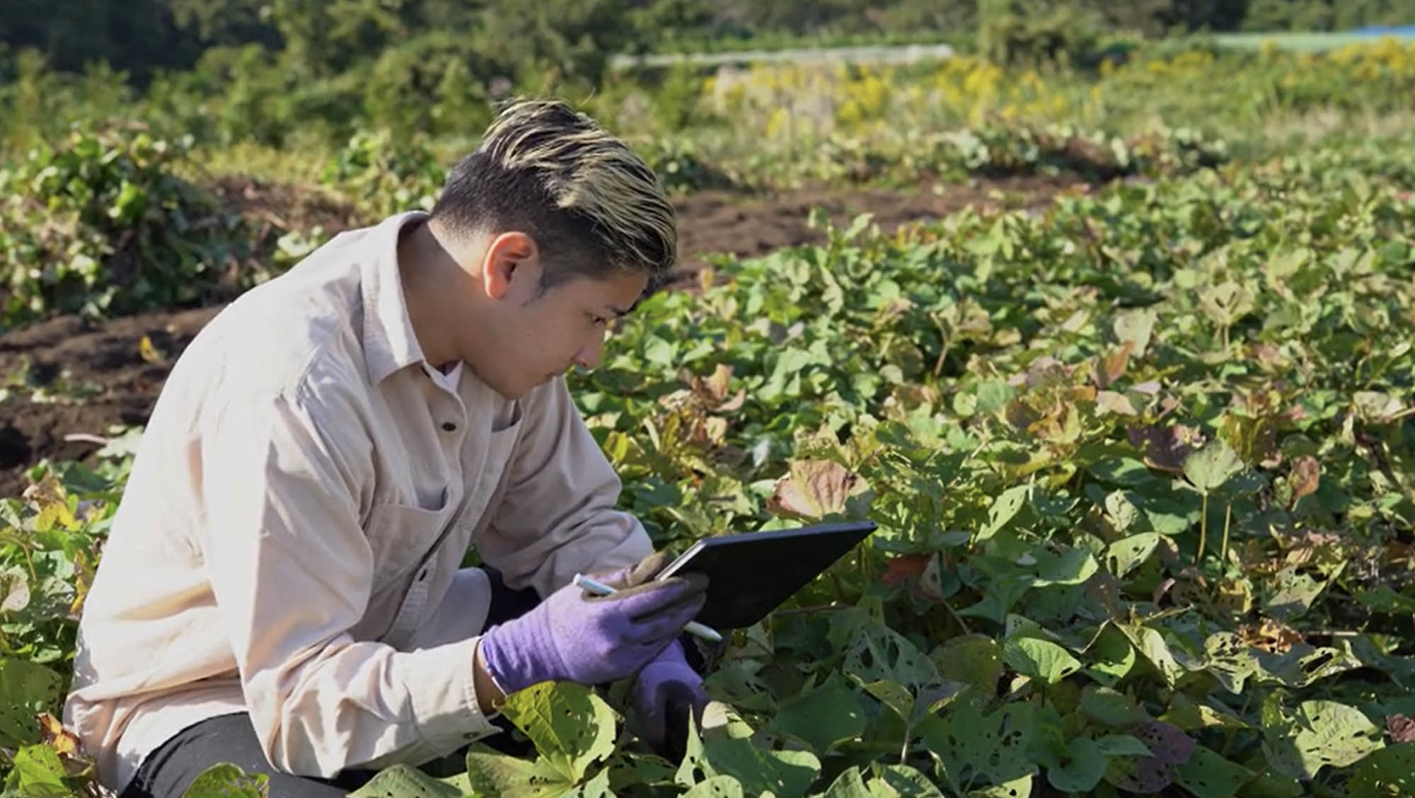 Farmer examining vegetation while taking notes on iPad.
