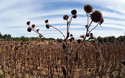 A dry sunflowers field in Bram, France.