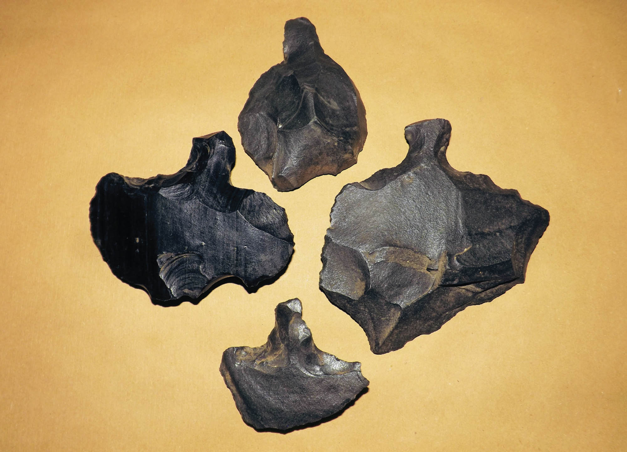Photo of four pieces of obsidian that were once some kind of tool. The stones are black in color and have many jagged edges.