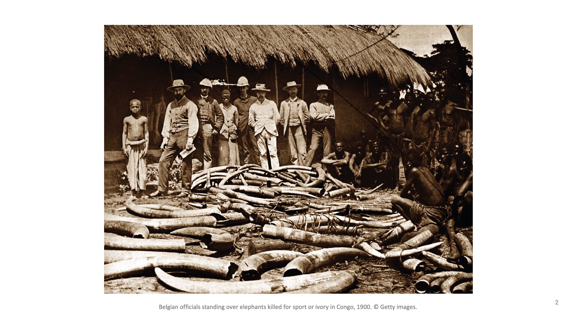 Belgian officials standing over elephants killed for sport or ivory in Congo, 1900.