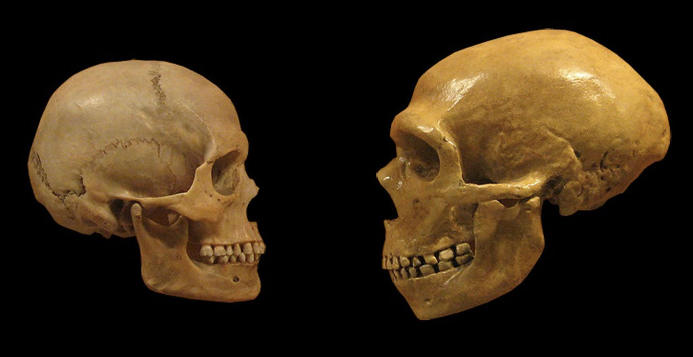 Compared to the Homo sapiens skull, the Homo neanderthalensis skull is much larger with a more oval shaped head