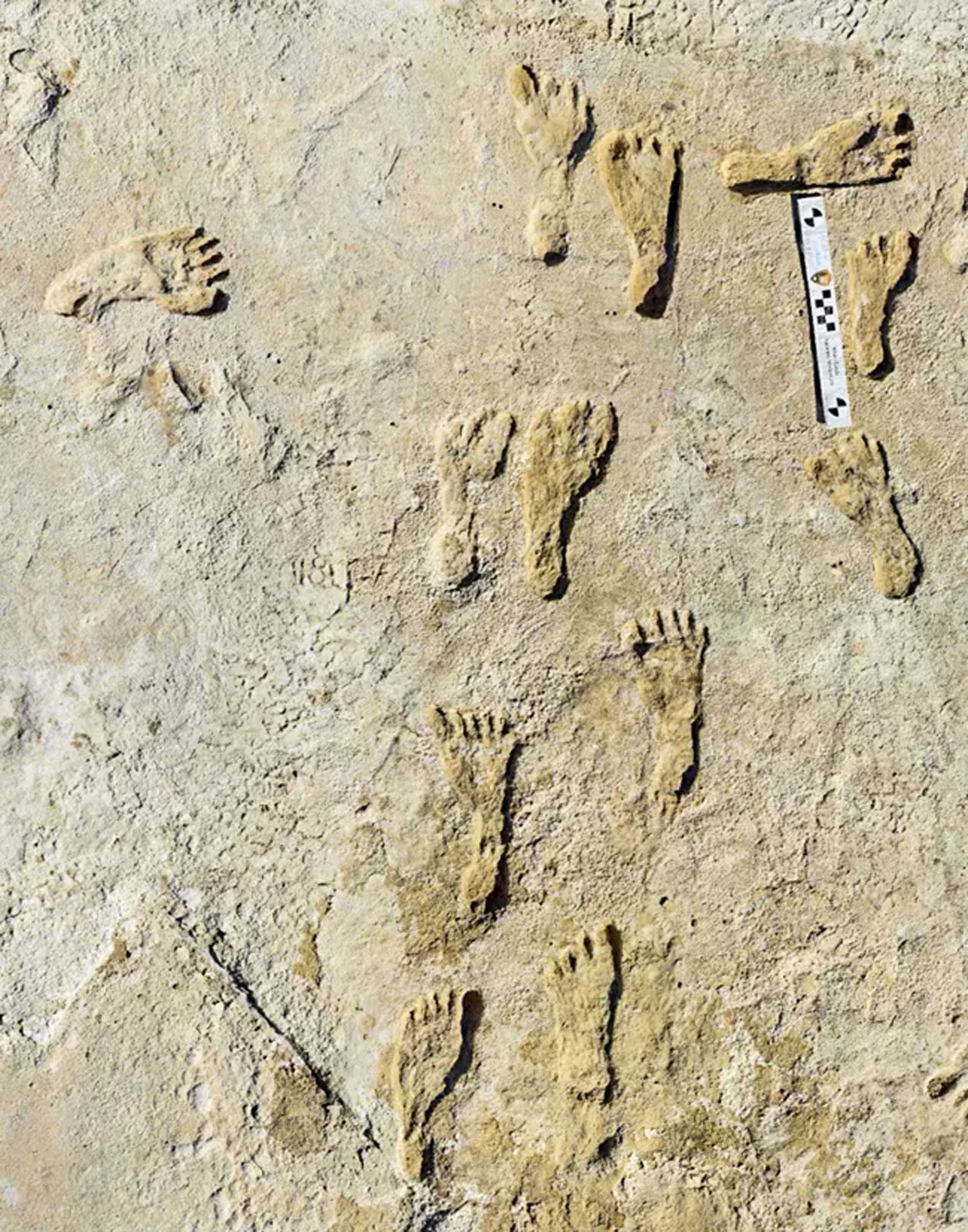 Photo of fossilized human footprints, some large and others smaller.