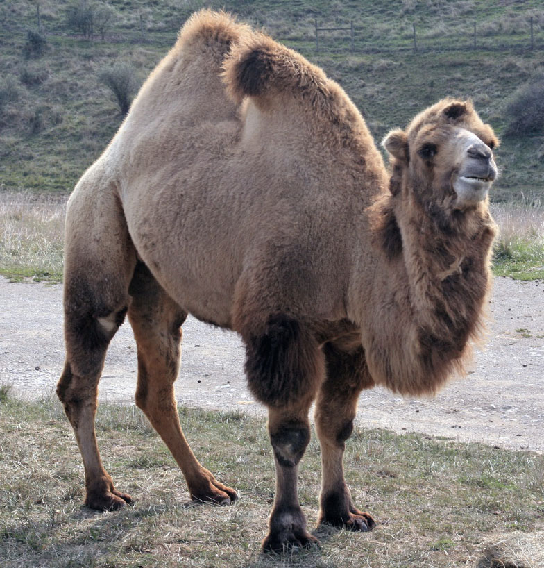 Photo of a camel, with two large humps on its back and a long, furry neck