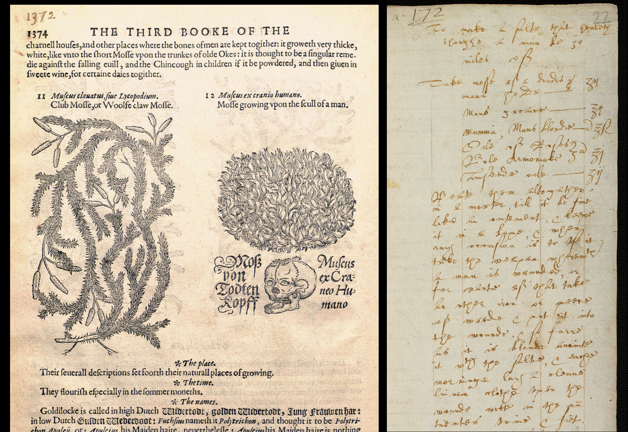 Two panel image: on the left a page out of an illustrated book of plants. Notable is figure 12, moss growing from a dead man’s skull. Combined with other ingredients, the weapon salve was claimed to. heal patients up to 30 miles away. Right: The written recipe for the weapon salve, including moss from a dead man’s skull, linseed oil, human fat and blood, oil of roses combined with a red clay from Armenia, and some powdered mummy.