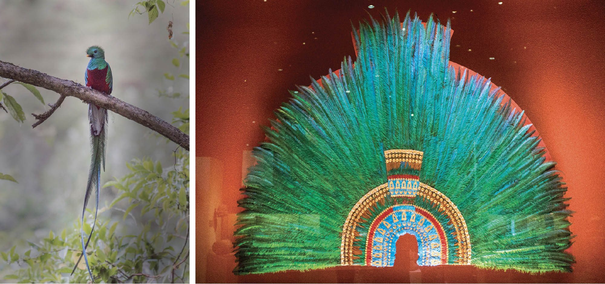 On the left, a picture of a bird with brightly-colored feathers. On the right, a picture of an Aztec headdress made of the same, brightly colored feathers in shades of blue-green.