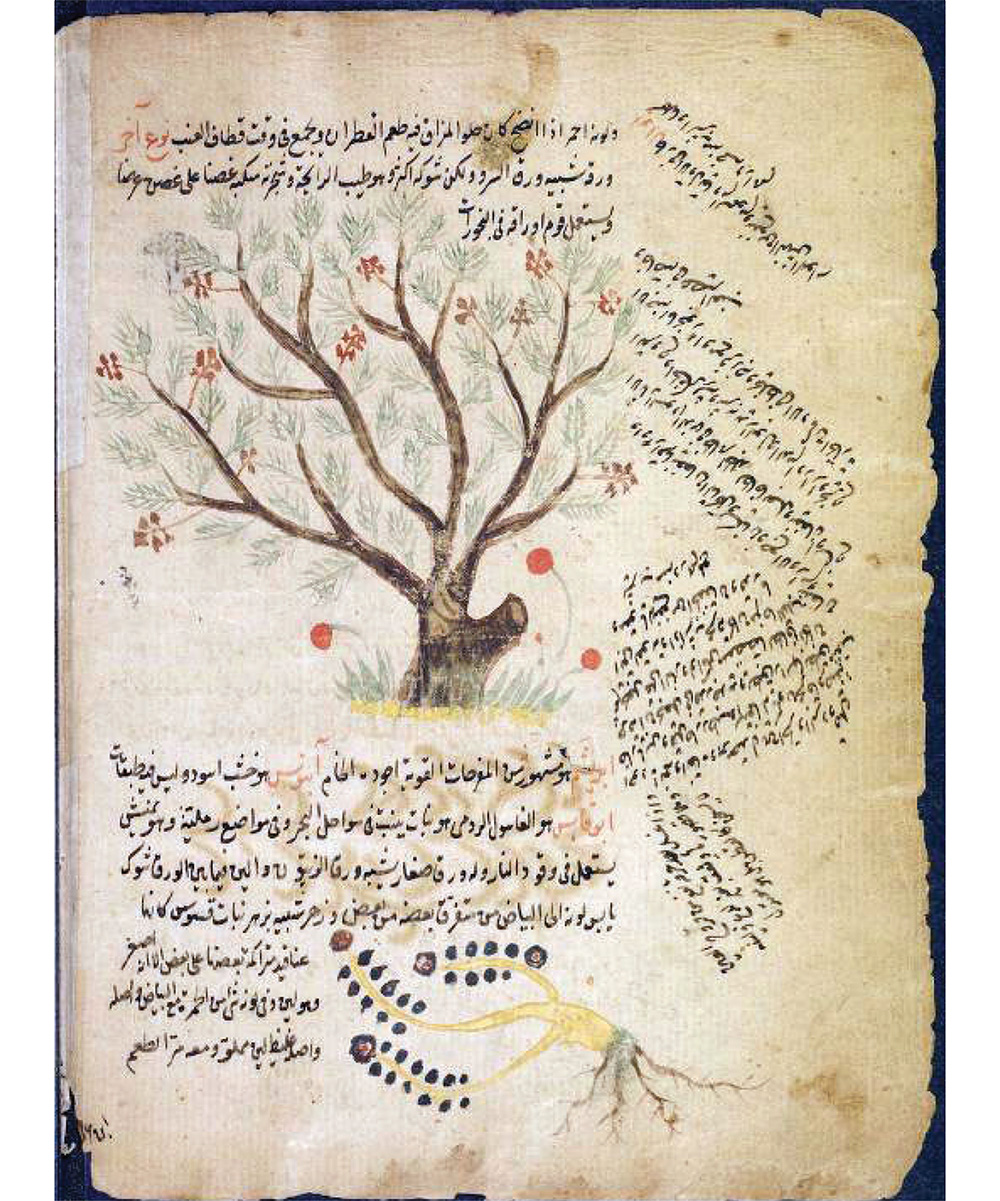 Page from an old Arab agriculture manuscript with a drawing of a tree surrounded by written notes. 