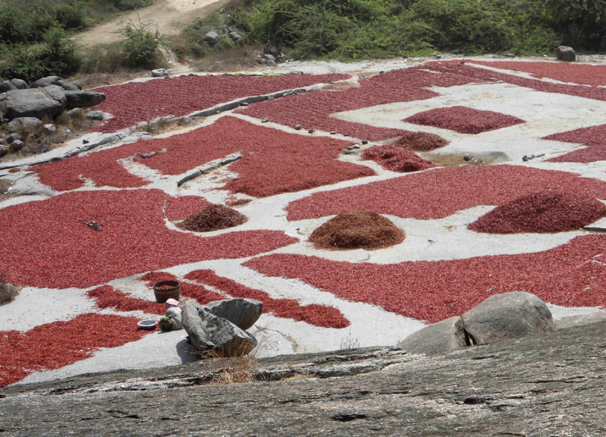 Brightly colored chili peppers are spread on the ground for drying.