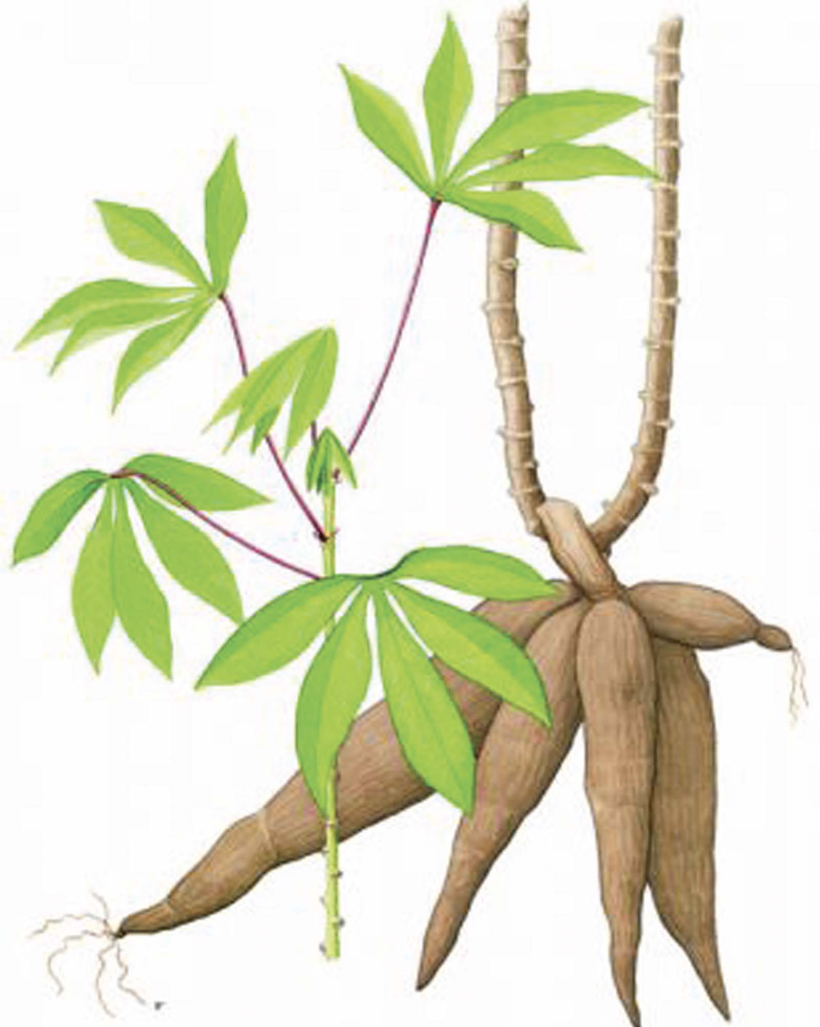 Illustration of the cassava plant. The plant makes an edible root that grows underground and green, star-shaped leaves.