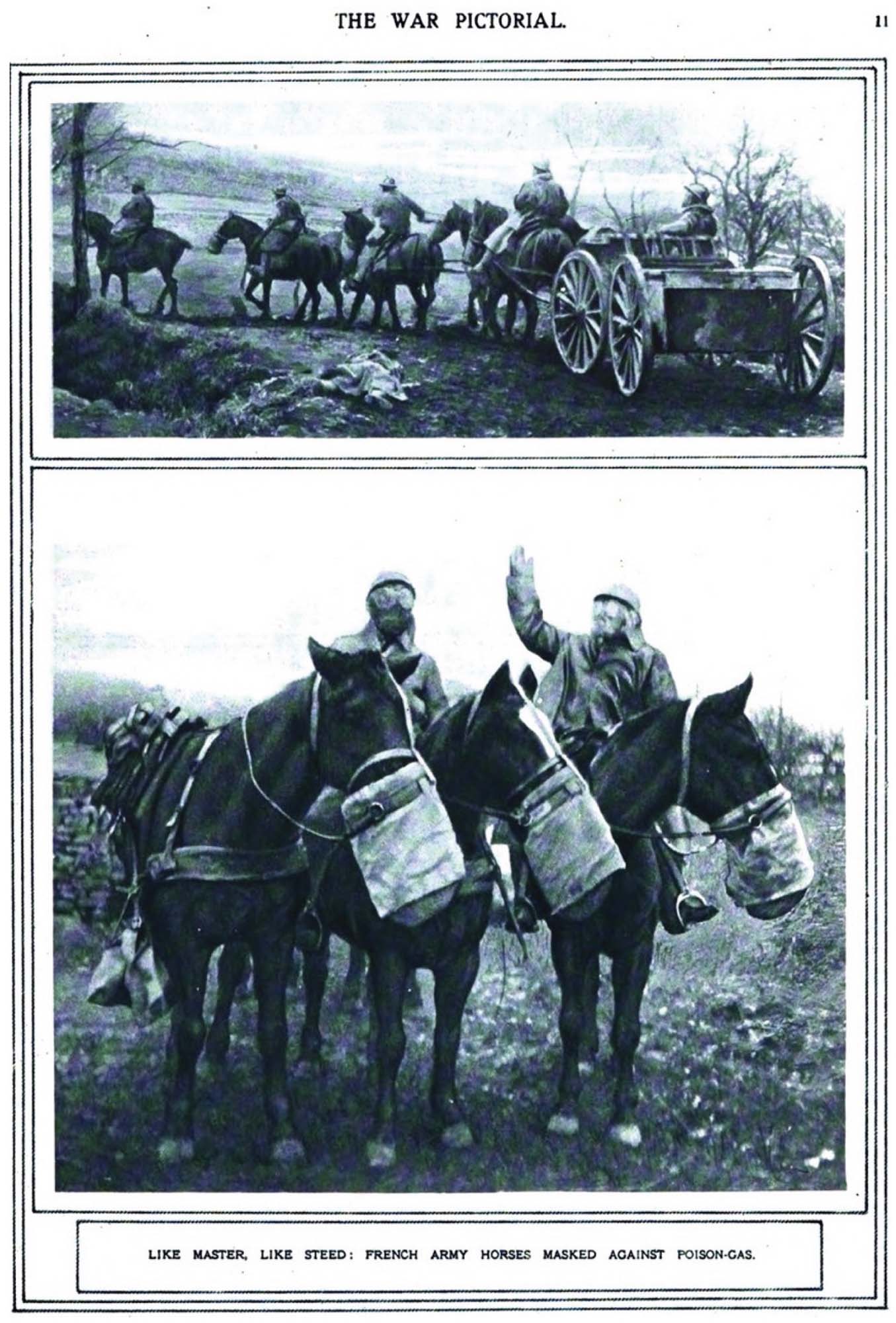 Photographs of WW1 horses pulling a cart and wearing gas masks.
