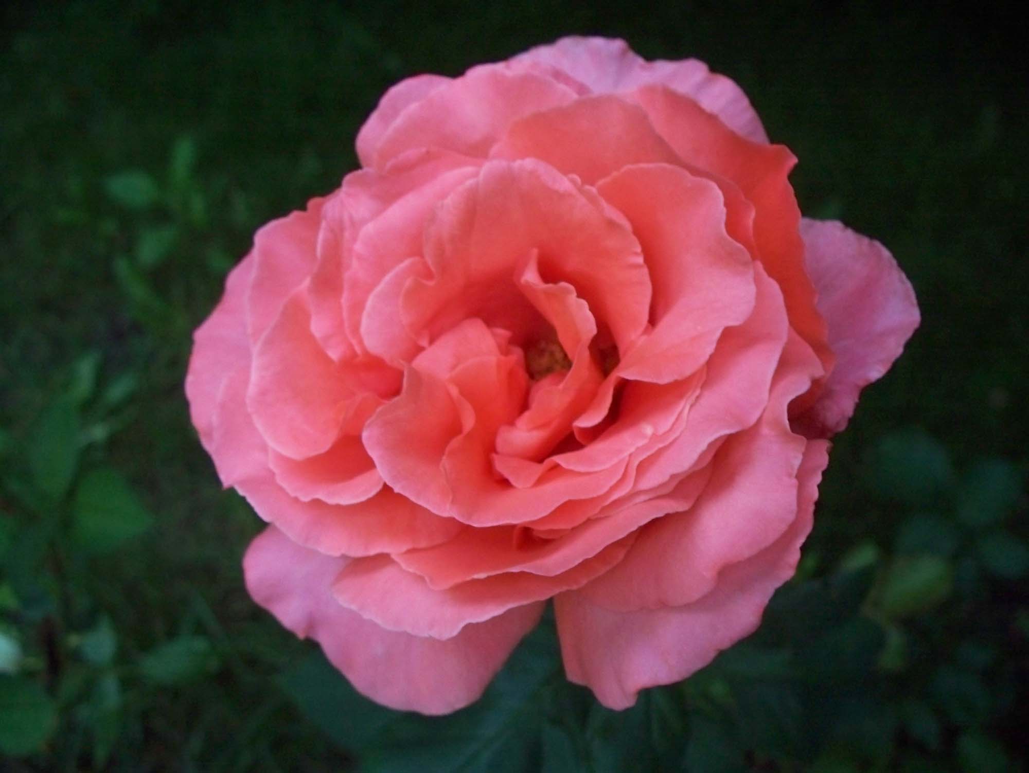 Close-up view of a blooming rose.