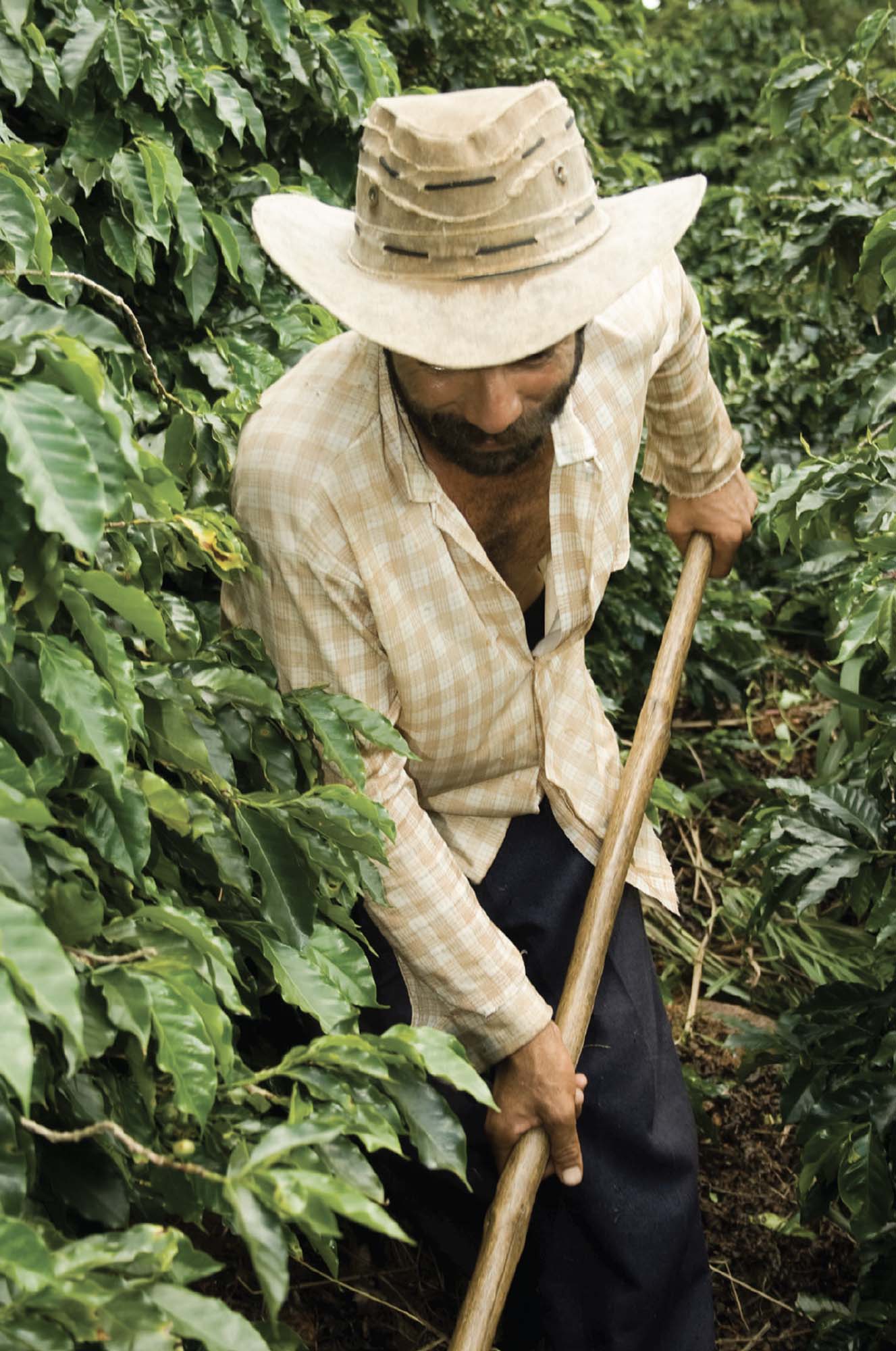A coffee farmer, amidst bushy trees, holds a large, bamboo-like stick. He is wearing a wide-brimmed hat and a checkered shirt.
