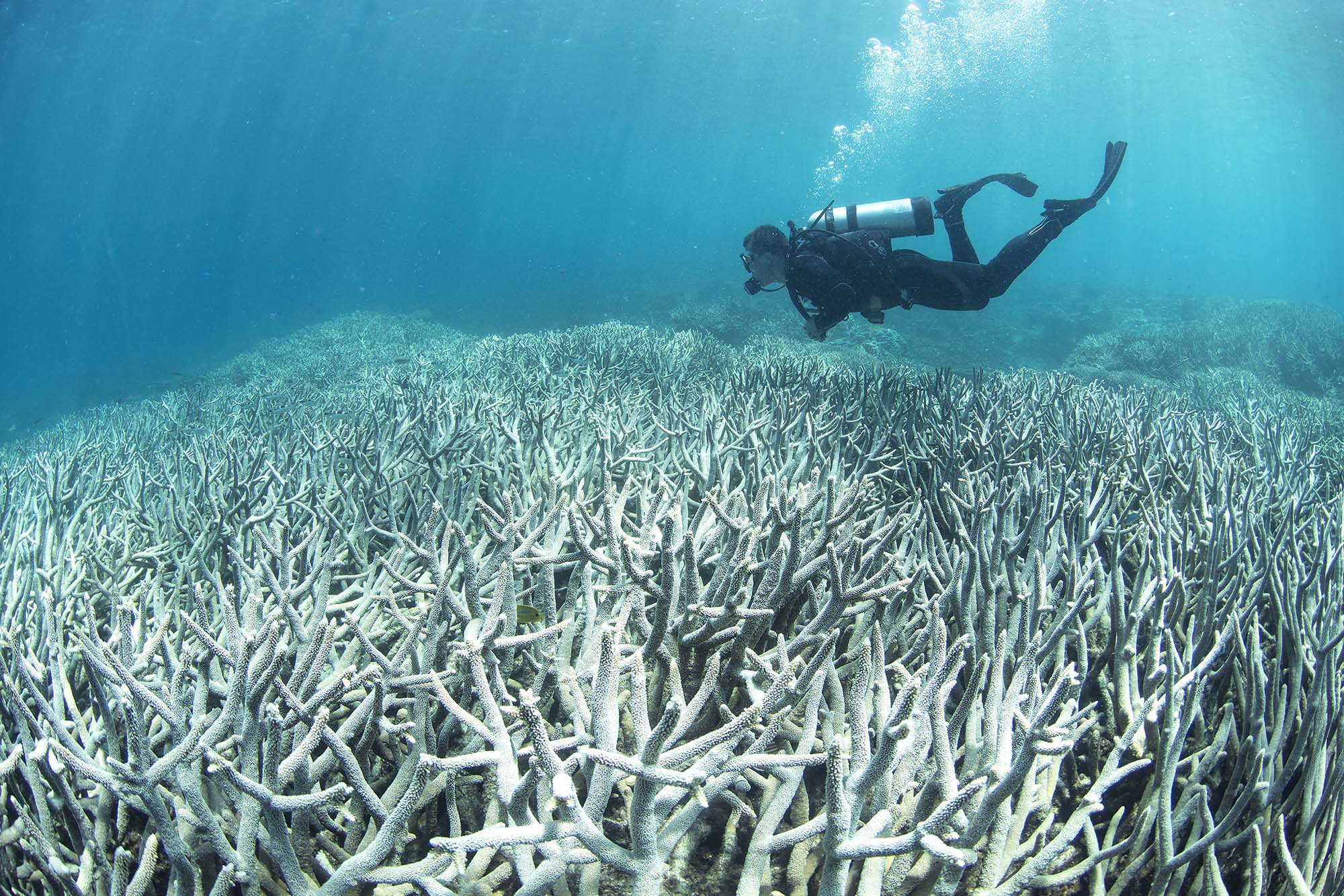 Photograph of a scuba diver under water, swimming above whitened coral reefs.
