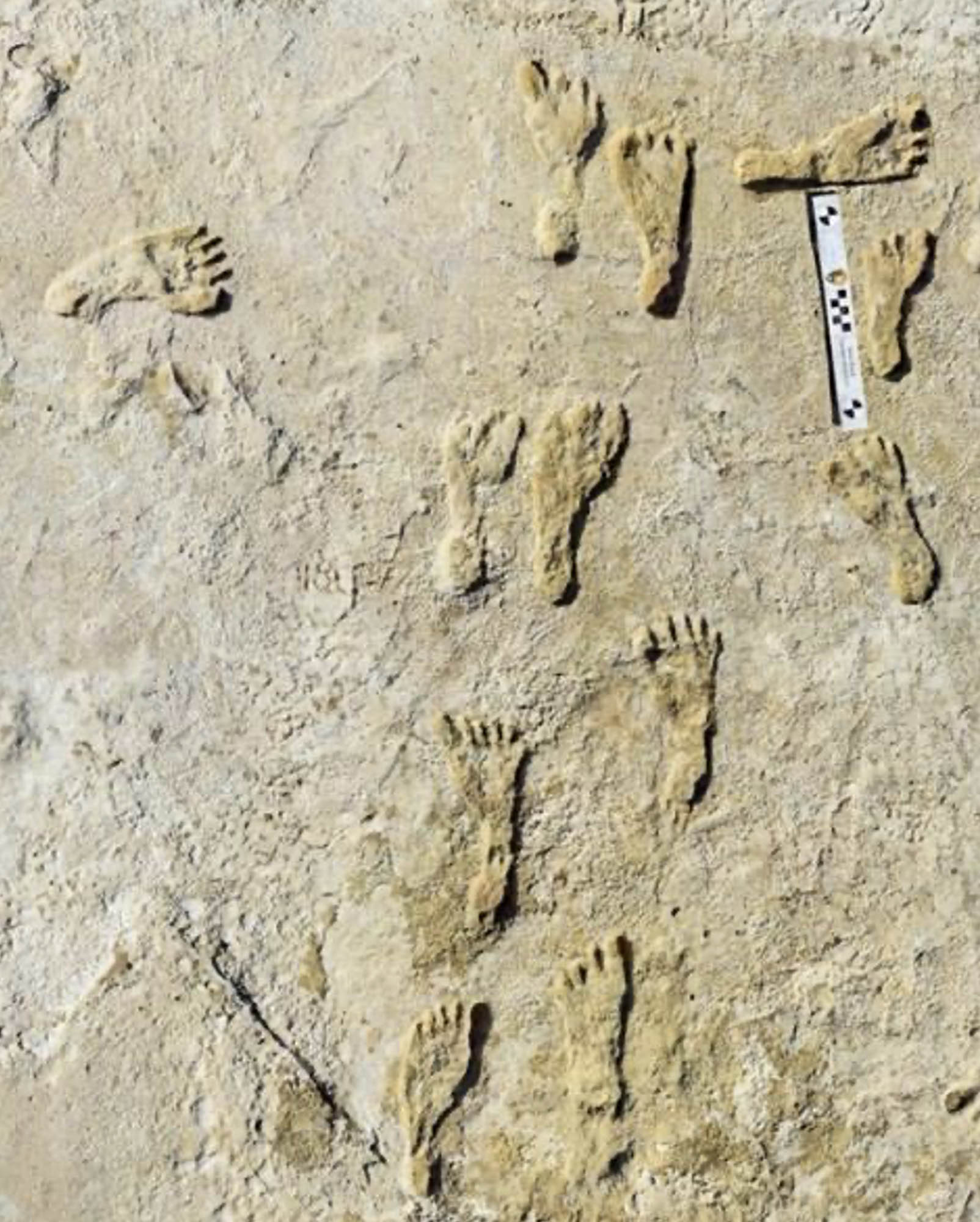 Fossilized human footprints in varying shapes and sizes at White Sands National Park in New Mexico.