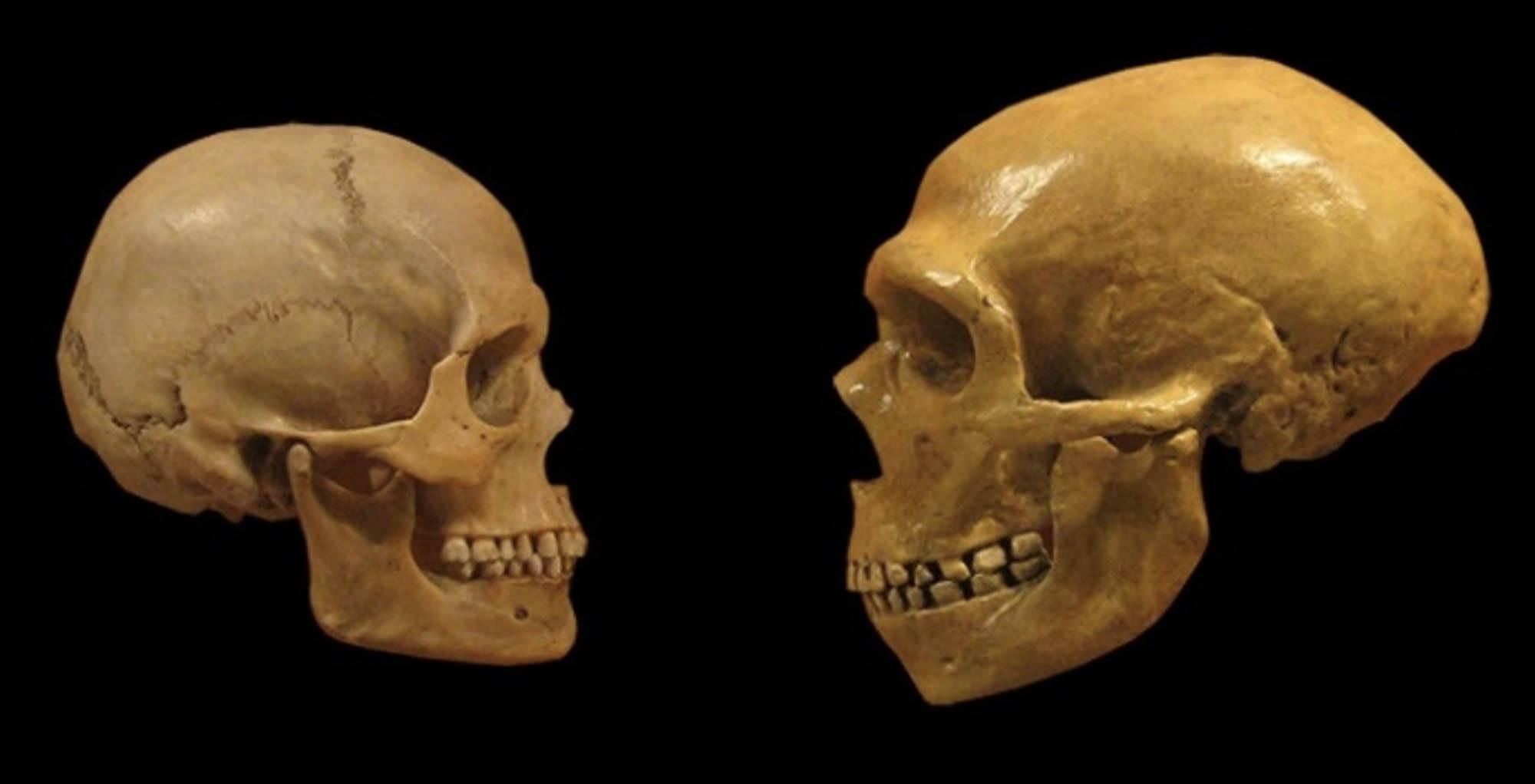 Two skulls placed side by side for comparison, one of a modern human on the left and the other of a Neanderthal on the right.