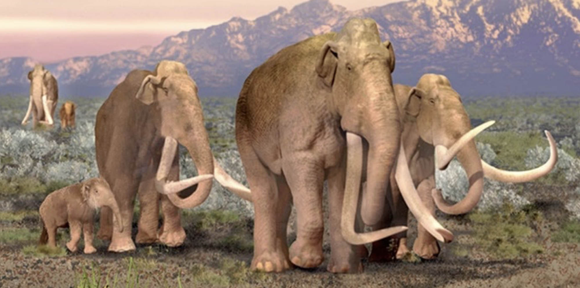 A group of Columbian mammoths in a grassy landscape with mountains in the background.