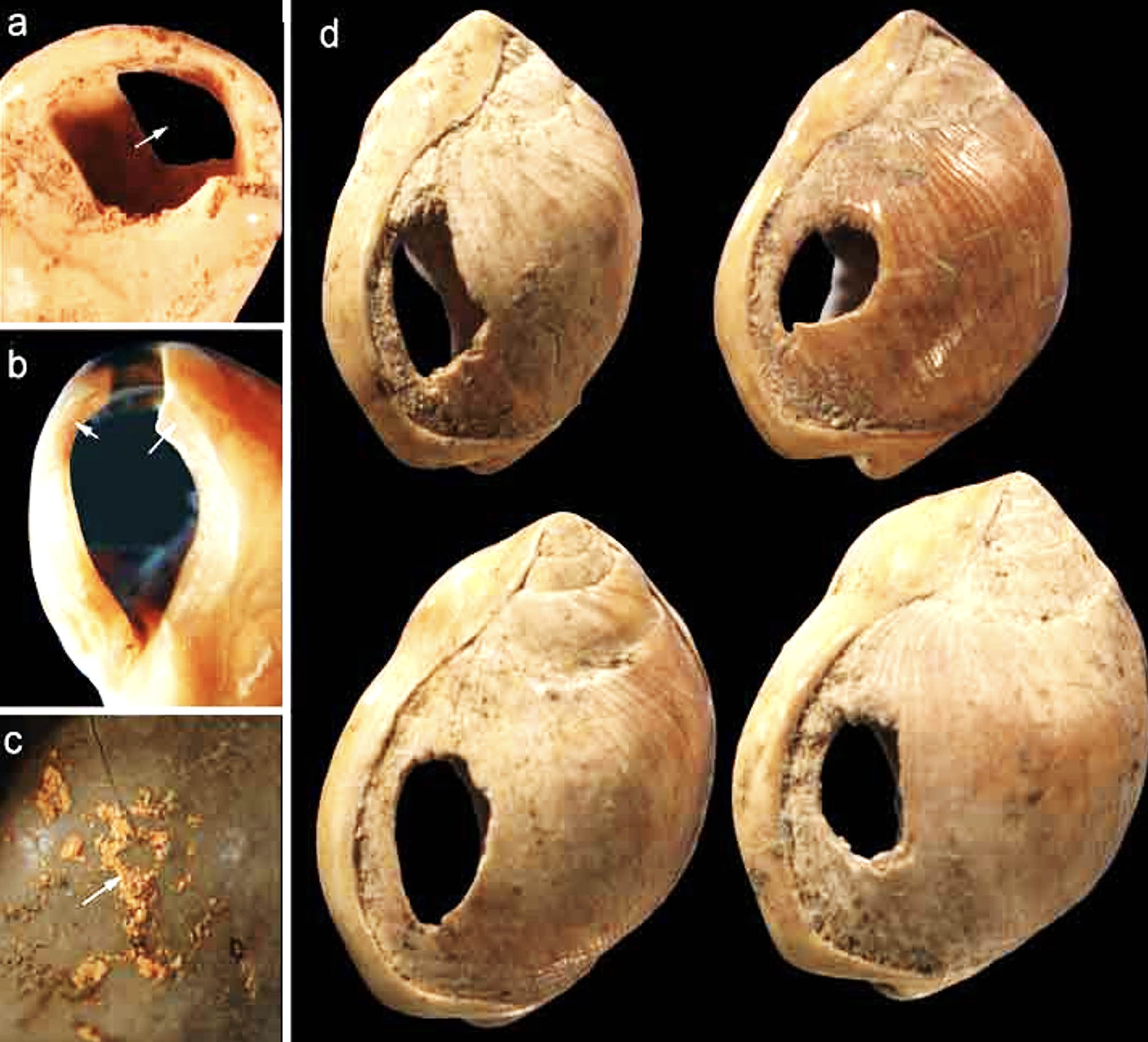 Four close-up views of shell beads from Blombos Cave.